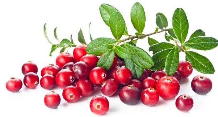 nam-viet-quat-la-qua-gi-co-tac-dung-gi-mua-o-dau-1-min.jpg