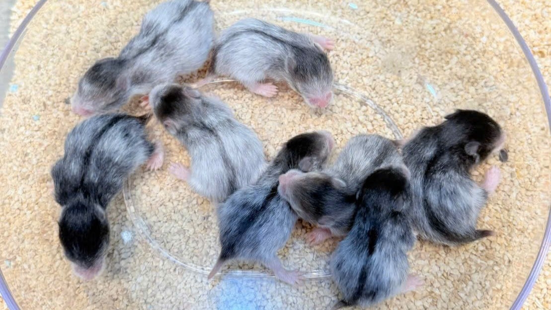 Các Bé Hamster Tạng To Sinh Sản Tại Trại