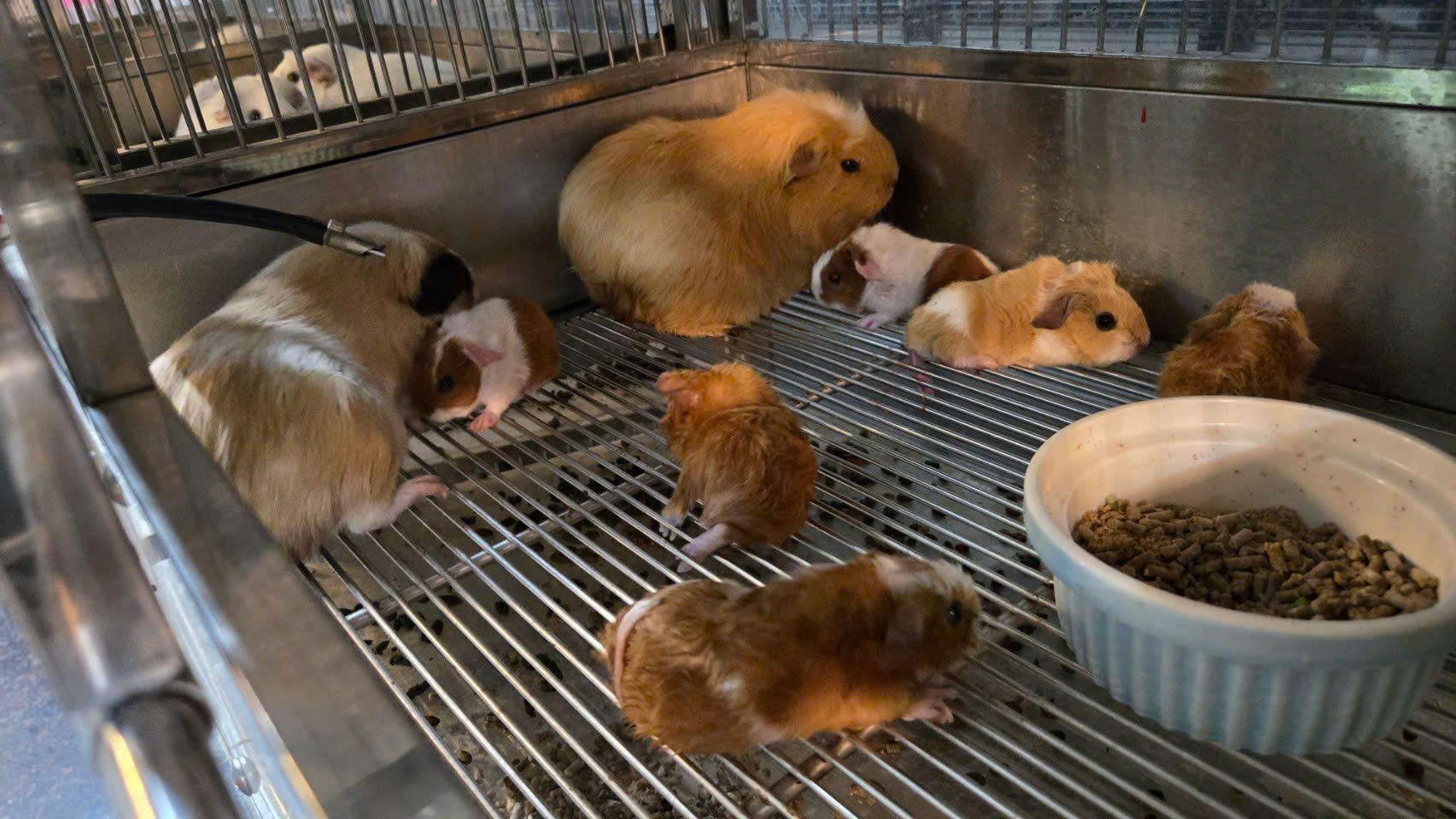 Các Bé Bọ Ú Sinh Sản Tại Trại