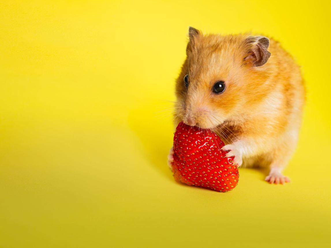 Hamster Bear Tạng To Ăn Được Rau Củ, Trái Cây Gì? Danh Sách Và Cách Cho Ăn