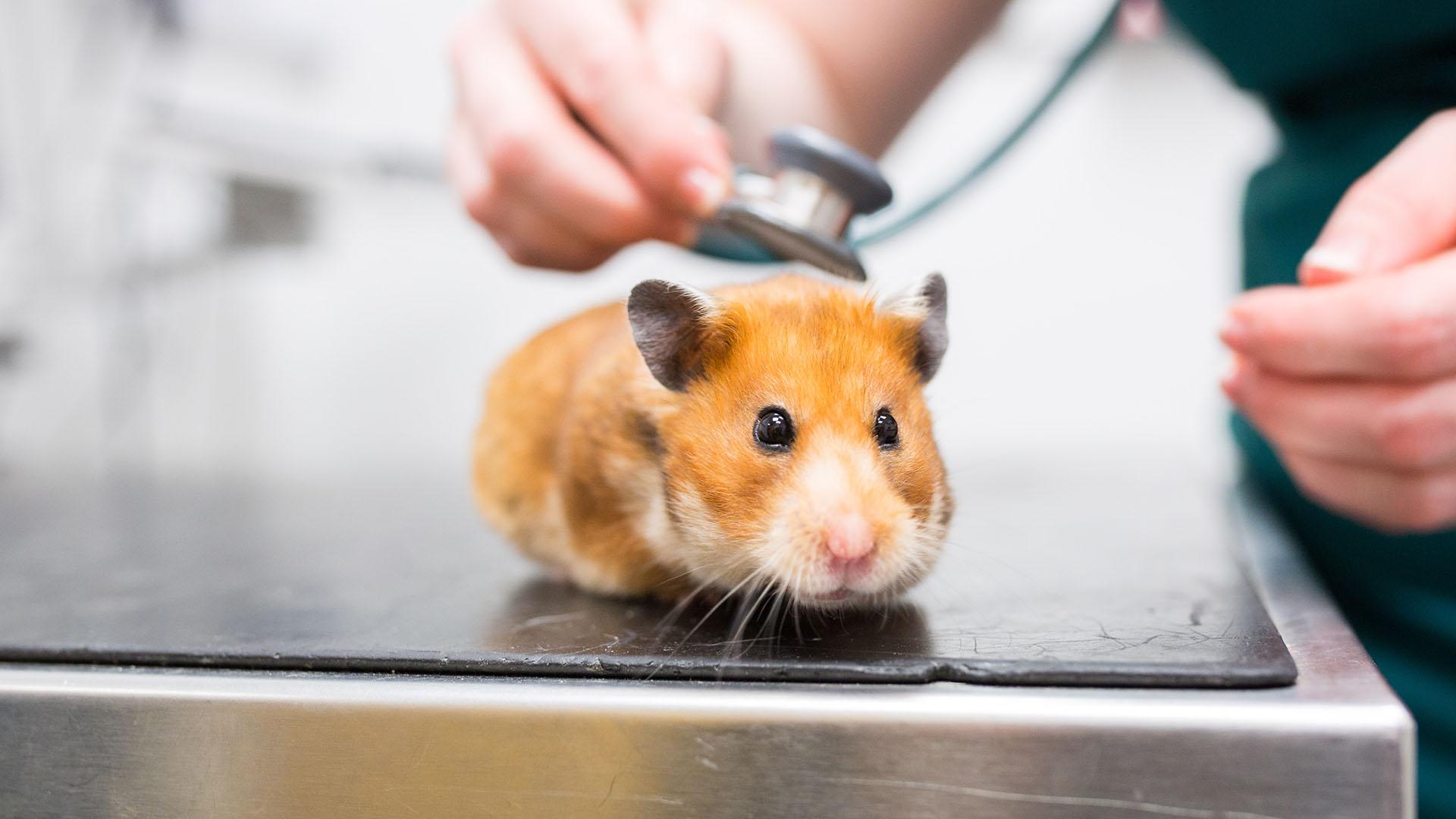 Hamster Bear Tạng To Bị Tiêu Chảy: Dấu Hiệu, Nguyên Nhân Và Cách Xử Lý