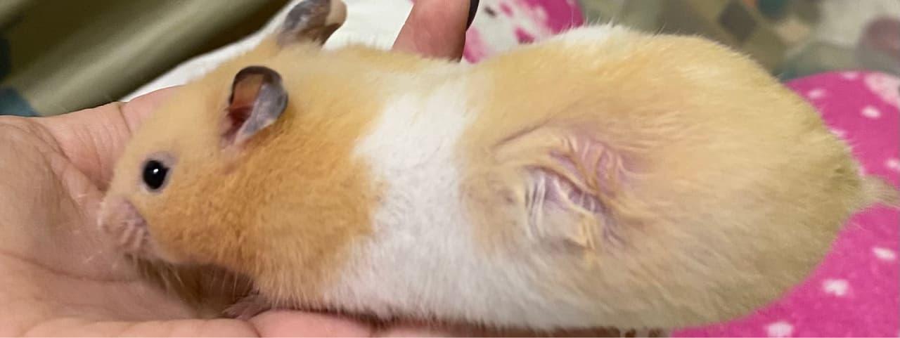 Hamster Bị Rụng Lông: Nguyên Nhân, Cách Chăm Sóc Và Khi Nào Cần Khám Thú Y