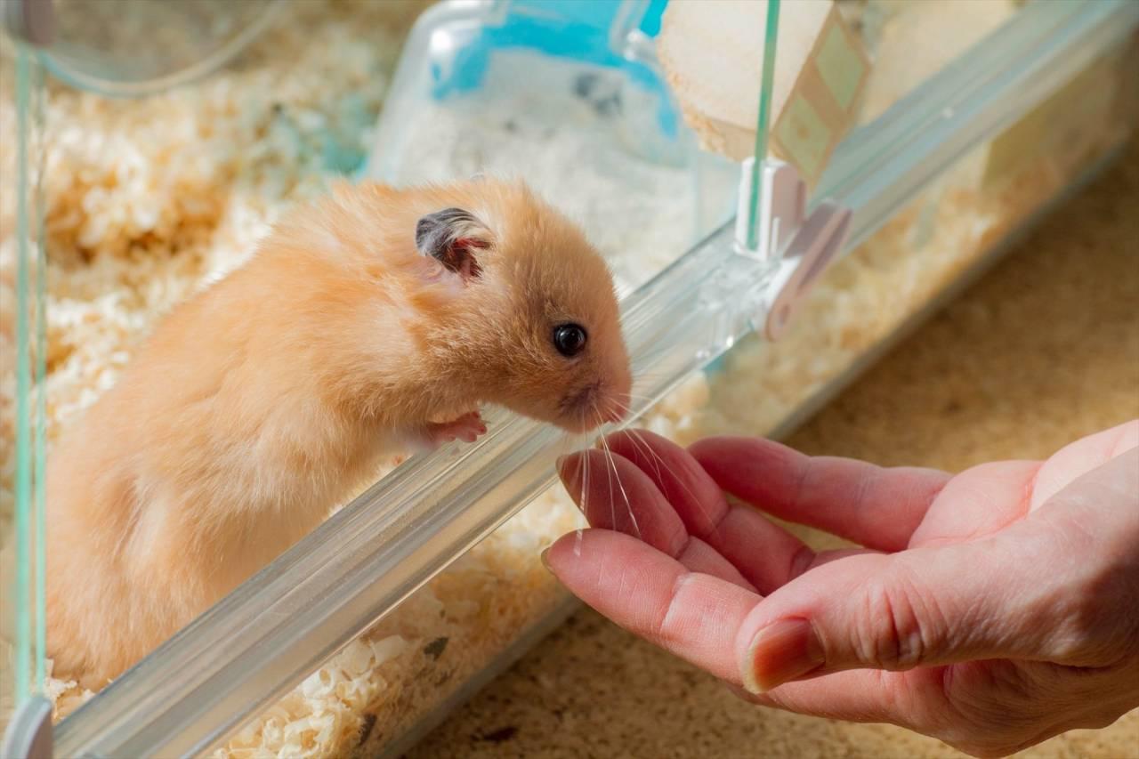 Hamster Có Cắn Không? Nguyên Nhân Và Cách Làm Quen