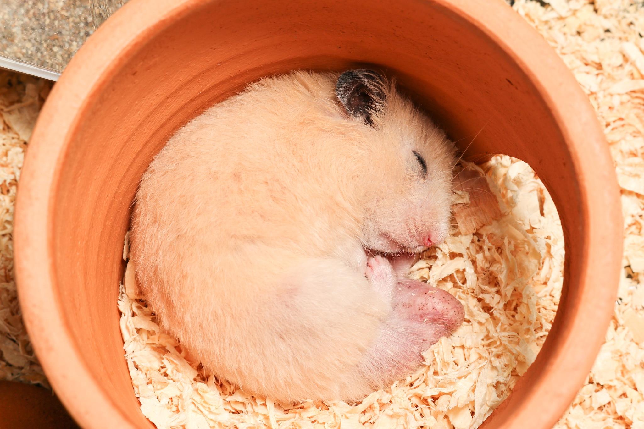Hamster Có Ngủ Đông Không? Dấu Hiệu Và Cách Xử Lý An Toàn