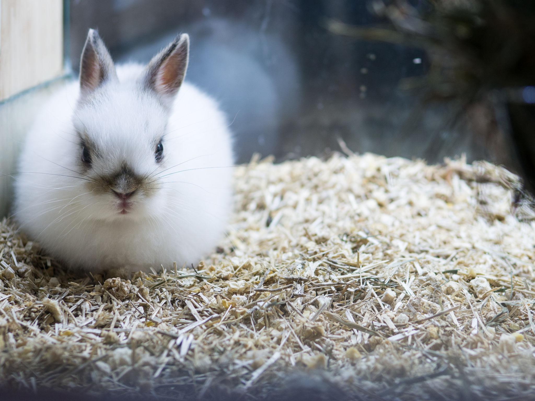 lot-chuong-tho-lun-ha-lan-netherland-dwarf.jpg