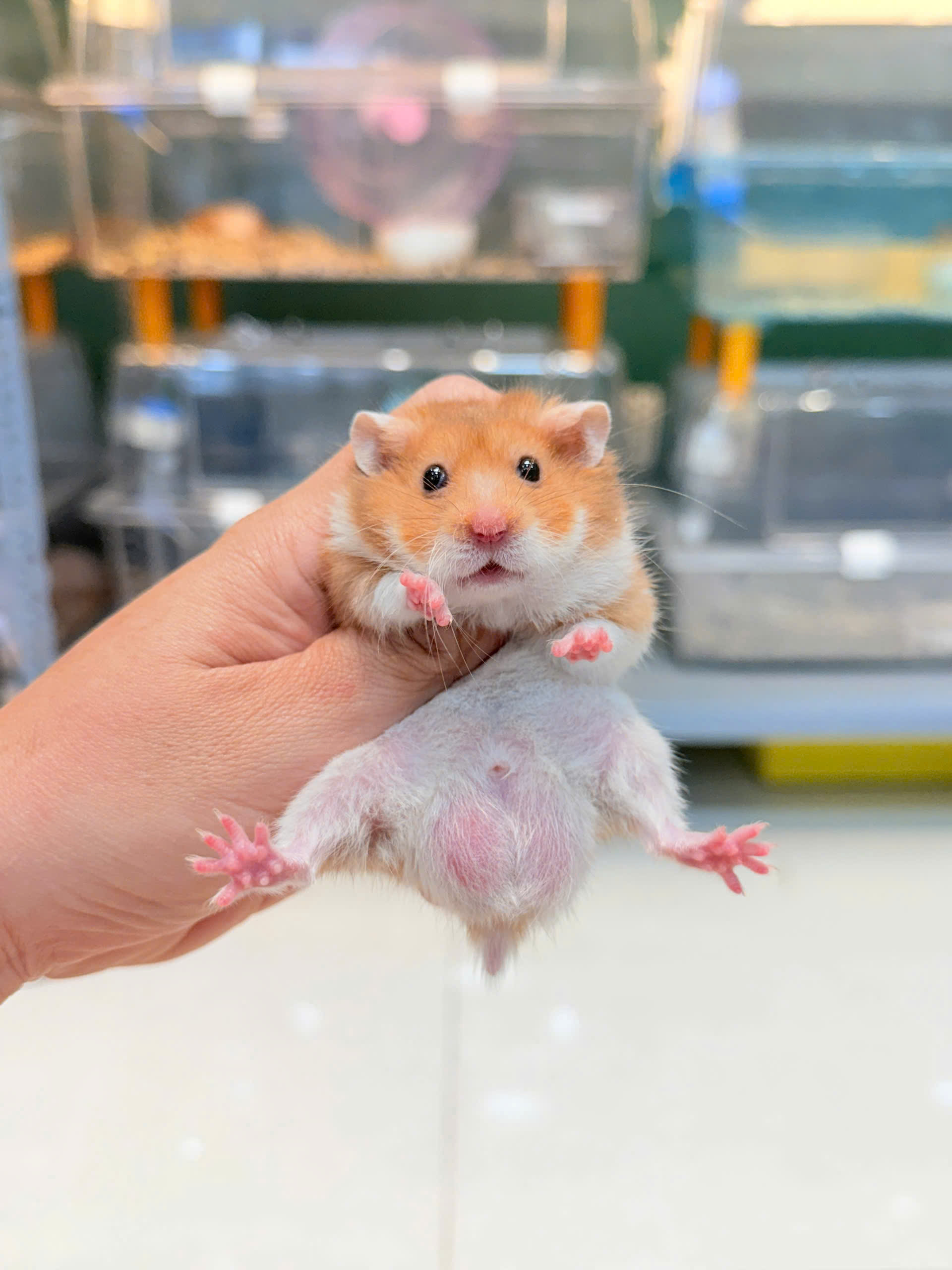 Hamster Bear Tạng To trong chuồng nuôi được bố trí thức ăn và nơi trú ẩn