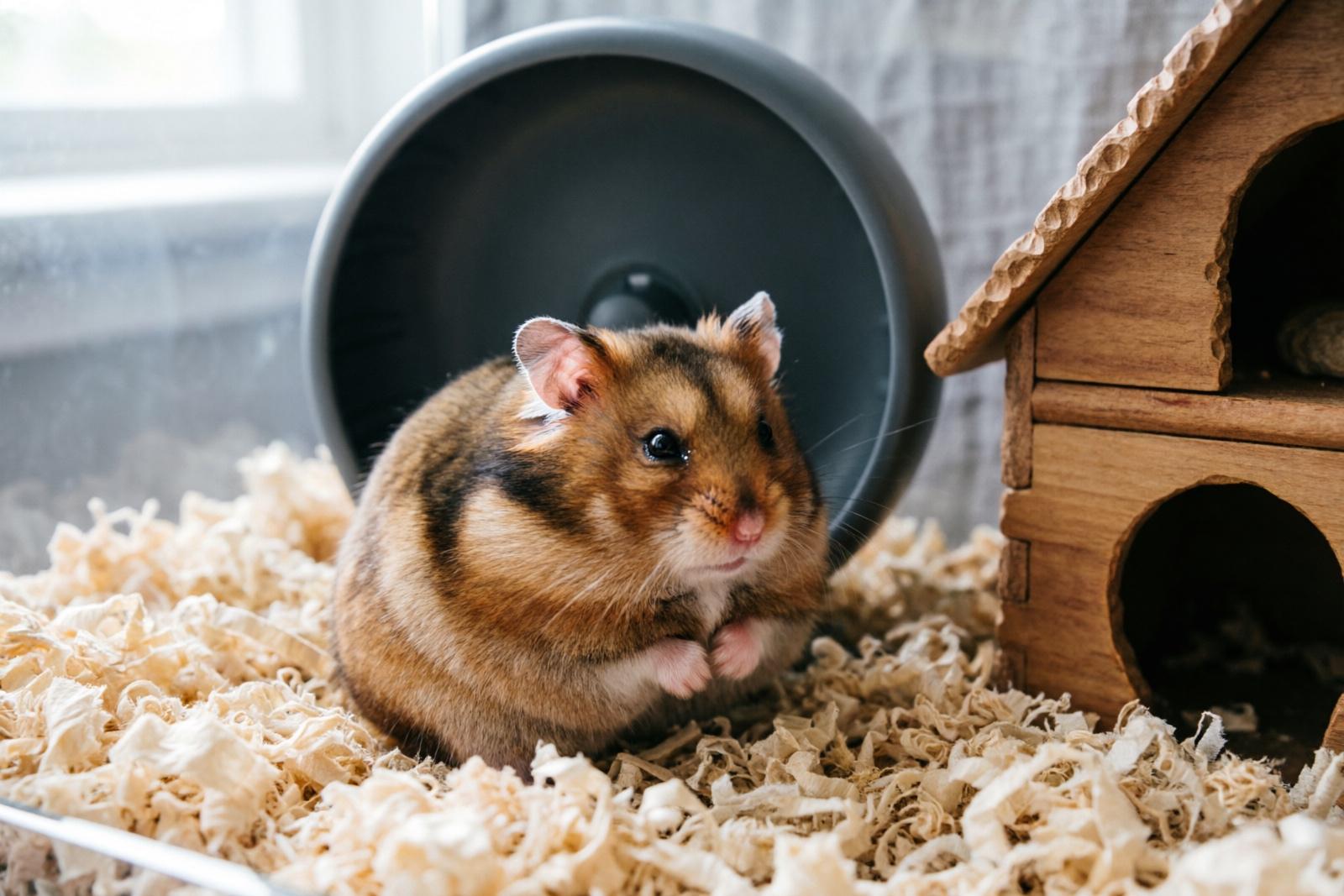 cach-don-ve-sinh-chuong-hamster.jpg