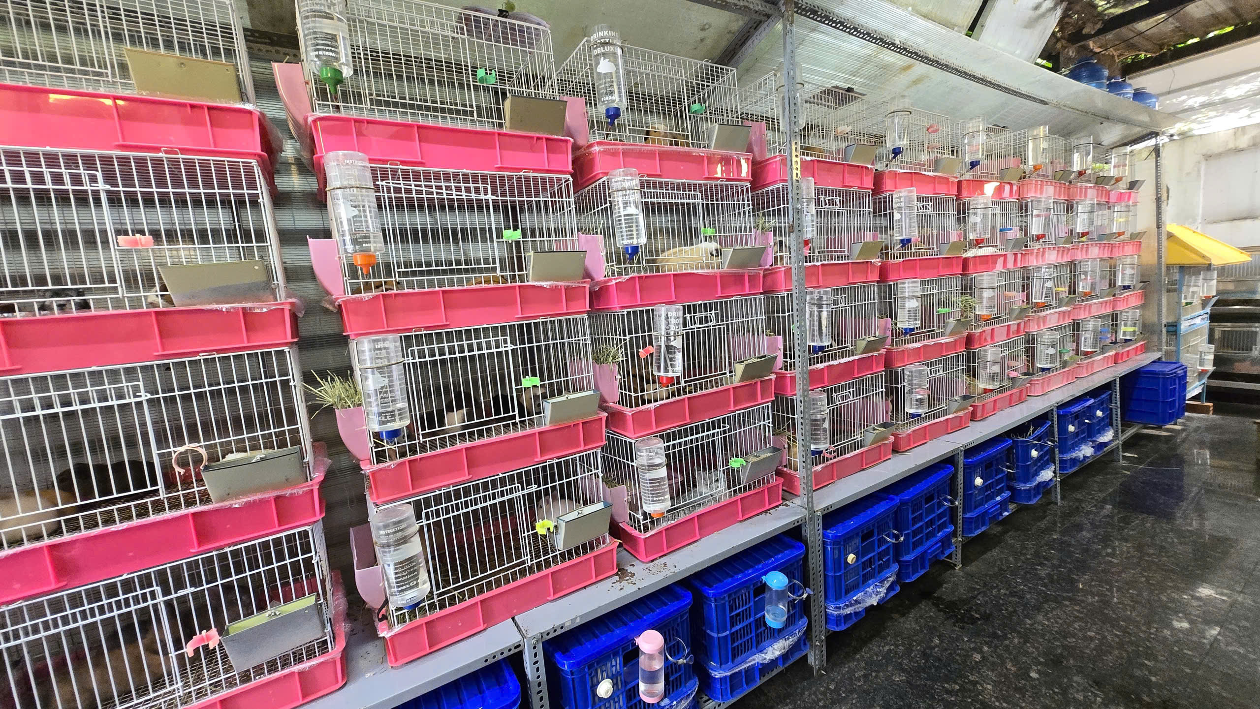 Giới thiệu Trại Bọ Ú Bông với các dòng bọ ú, hamster và thỏ lùn