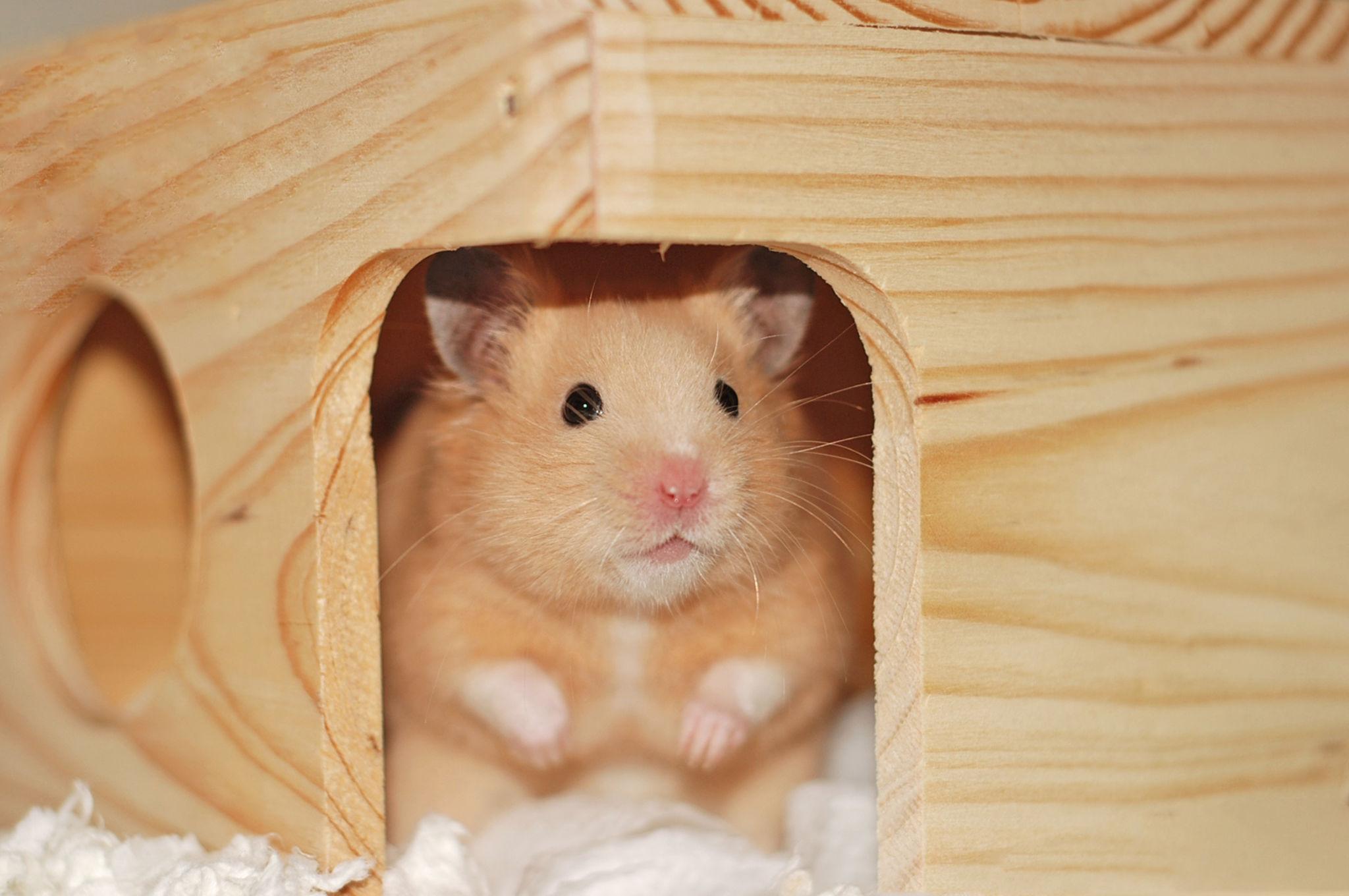 Hamster Bear Tạng To trong nhà trú khi làm quen môi trường sống