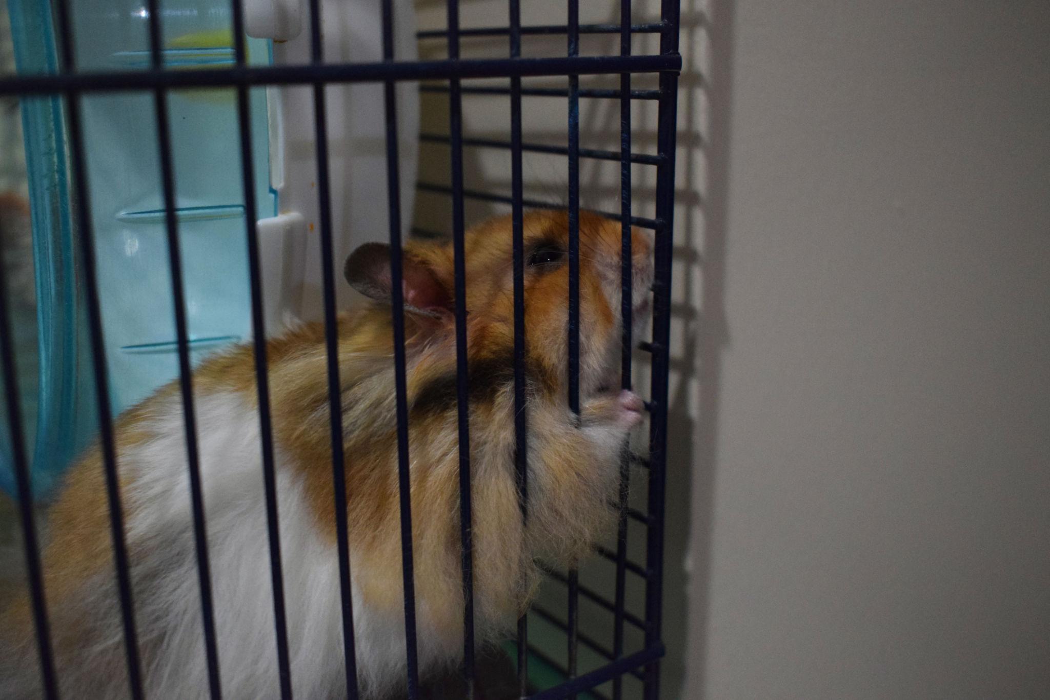 Hamster Bear Tạng To đang ở trong chuồng nuôi có song sắt