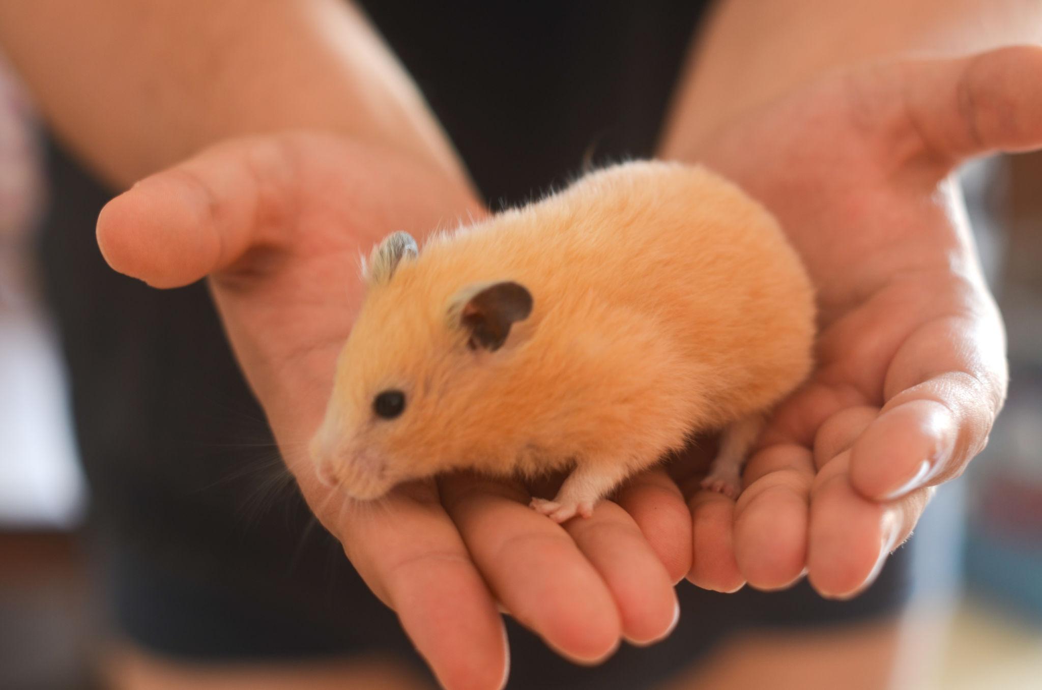 Cách dùng hai tay đỡ Hamster Bear Tạng To an toàn khi bế