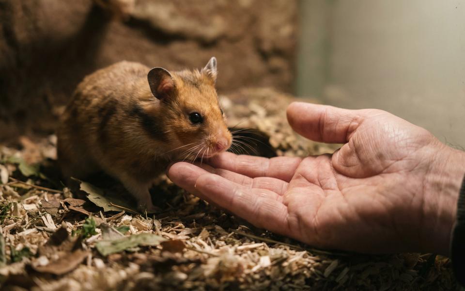 Hamster Bear Tạng To ngửi tay người khi làm quen trong chuồng