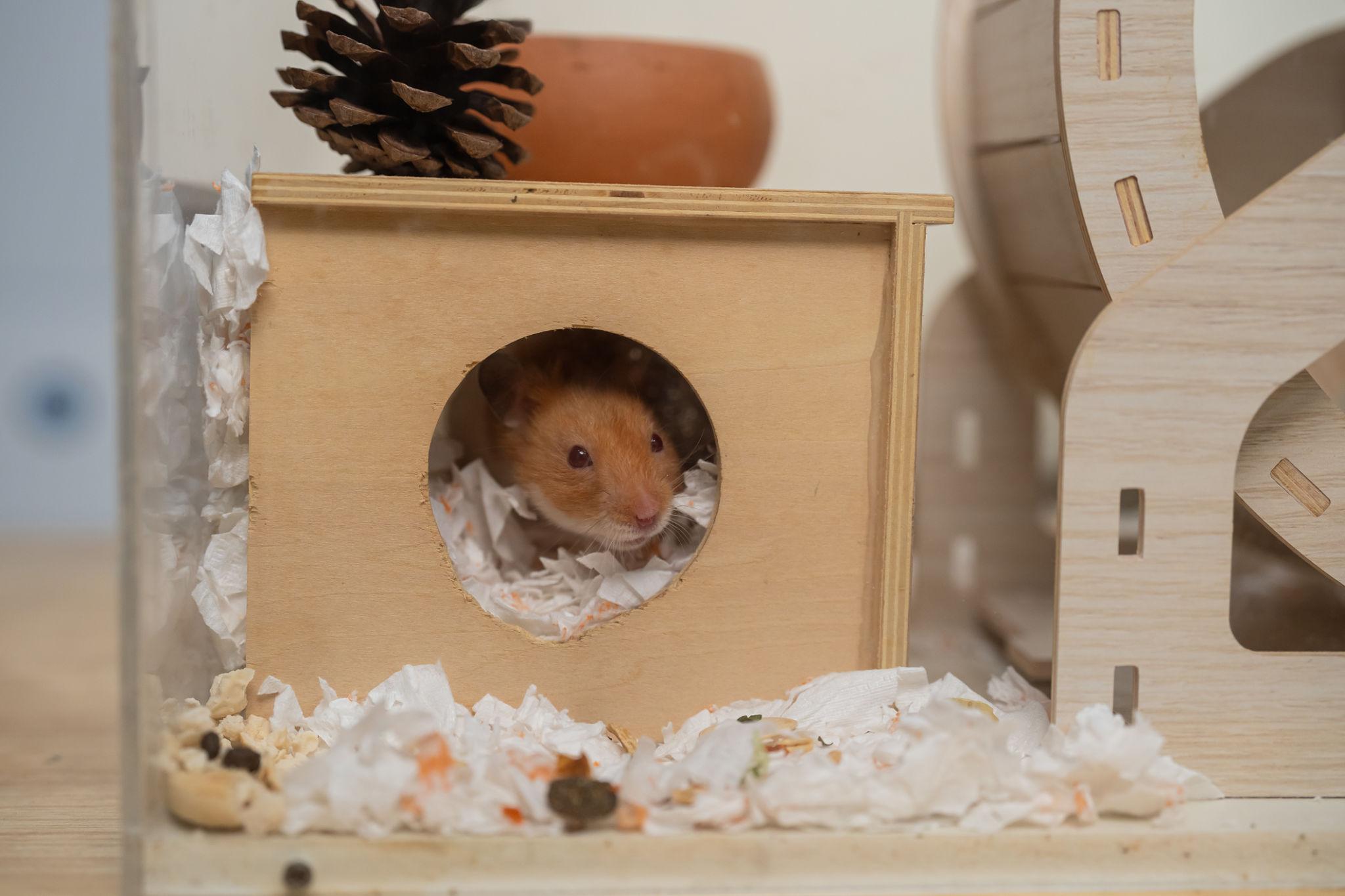 Hamster Bear Tạng To nghỉ ngơi trong nhà ngủ giữa lớp lót chuồng
