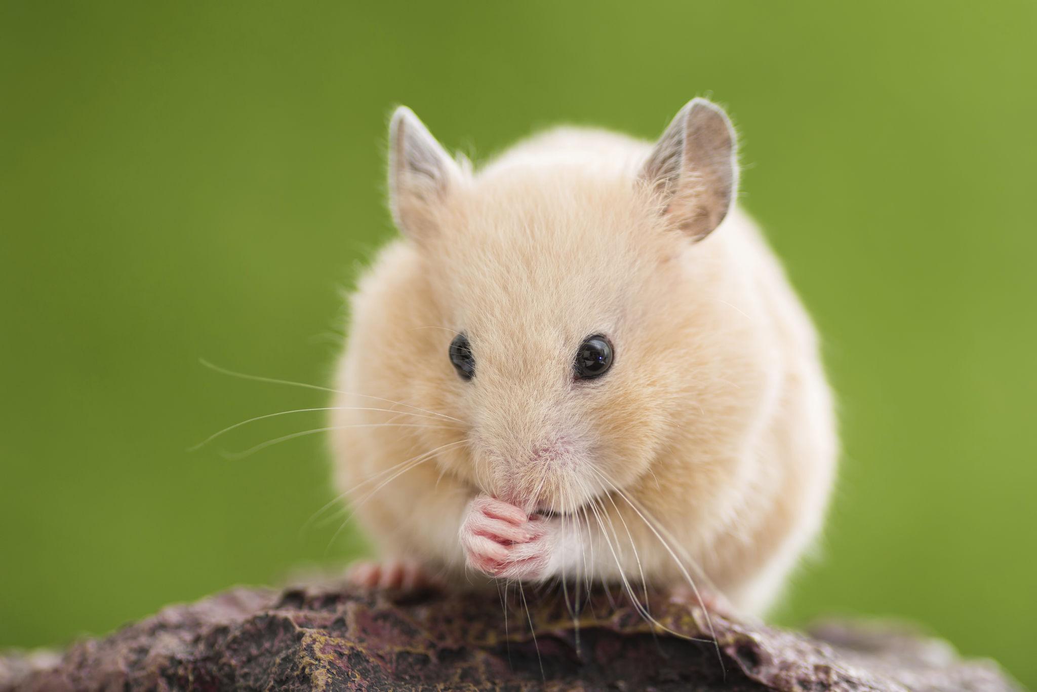 Hamster Bear Tạng To tự chải chuốt và làm sạch bộ lông