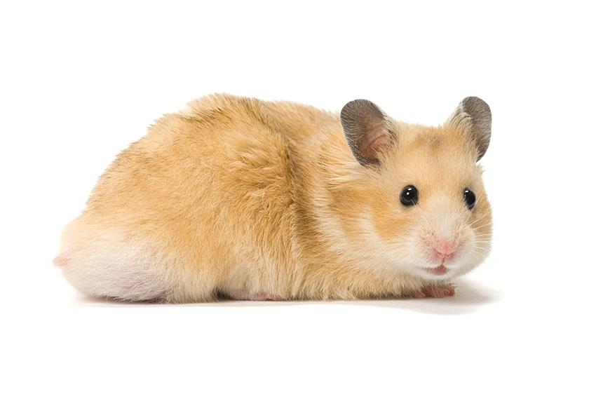 Hamster Bear Tạng To với tư thế tự nhiên để quan sát thể trạng
