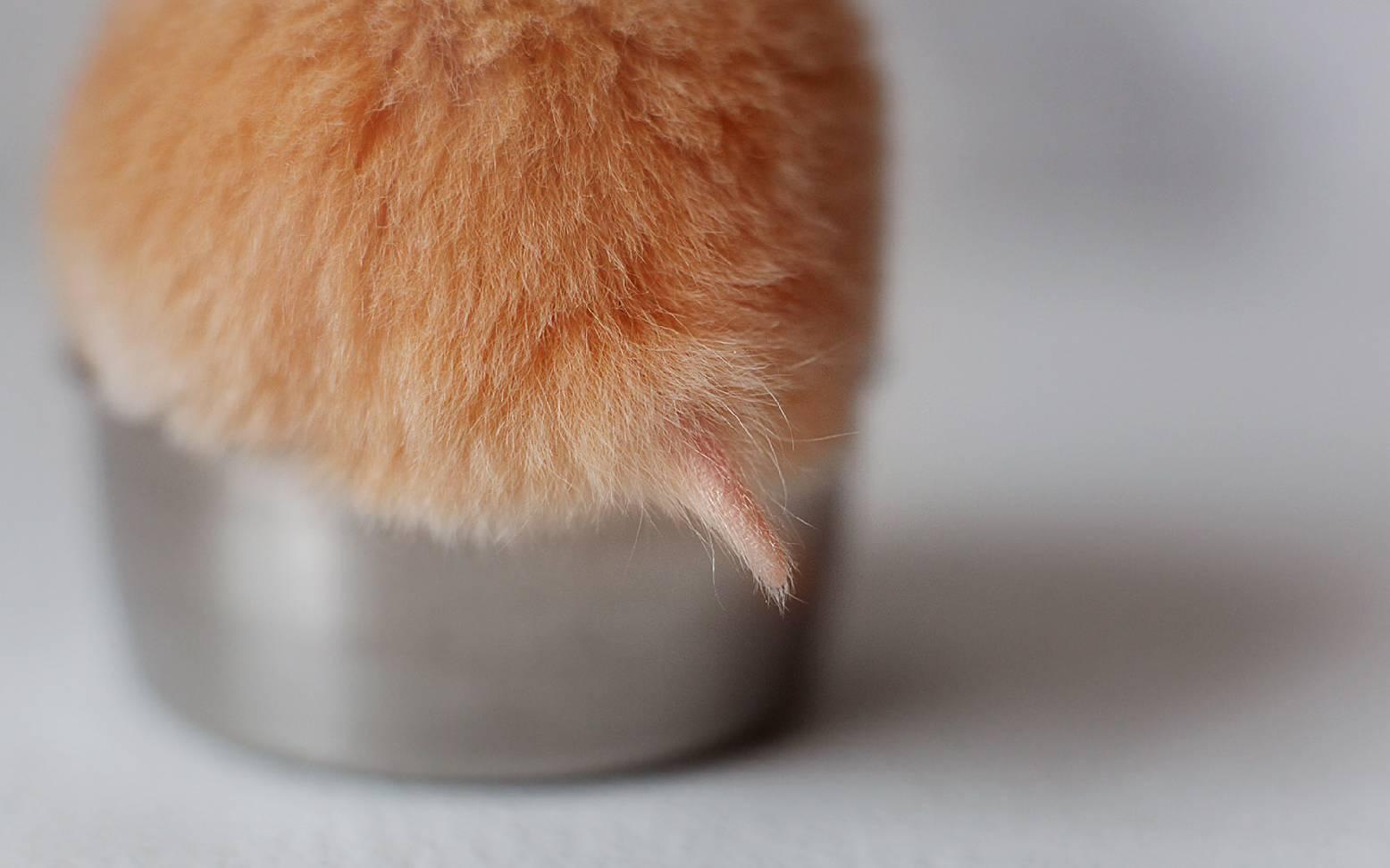 Hamster Bear Tạng To cần được theo dõi khi vùng đuôi bị ướt bất thường