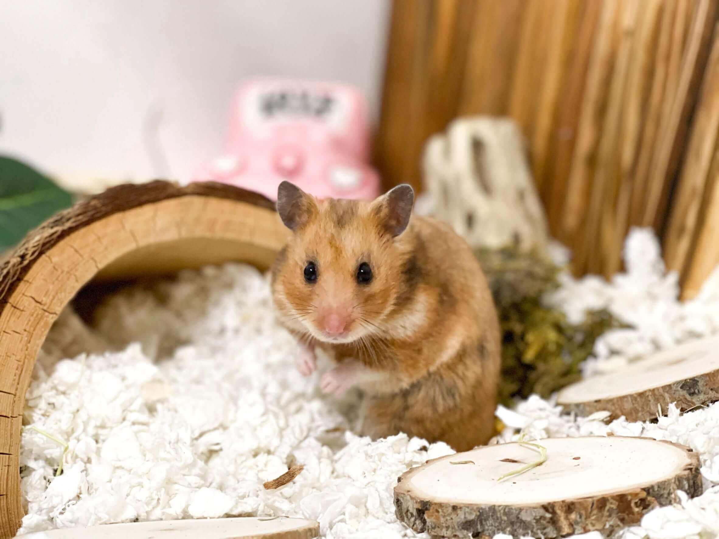 chuong-hamster-sach-kho-thoang.jpg