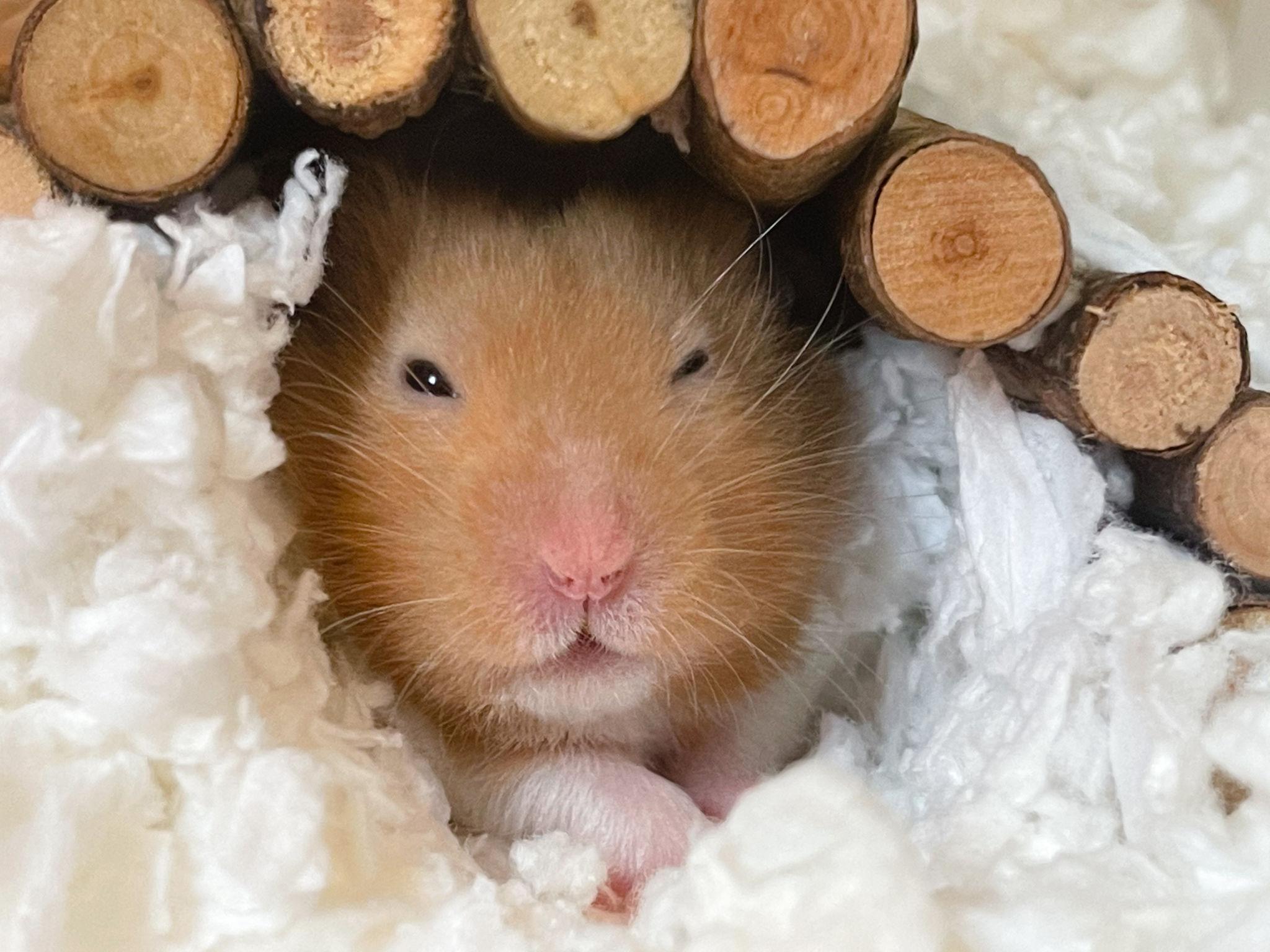chuong-hamster-am-ap-kho-thoang.jpg