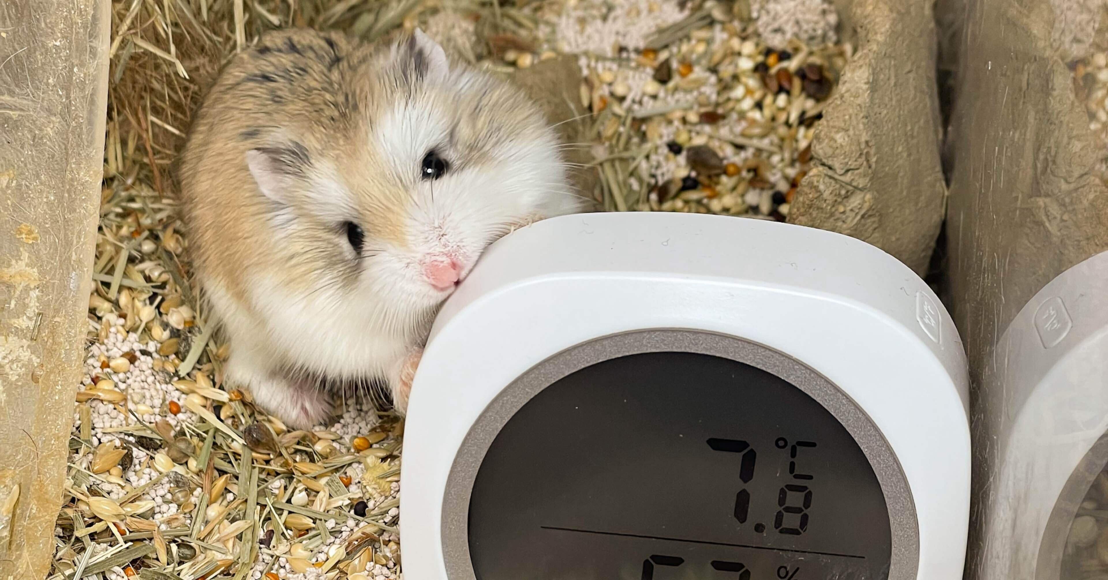 kiem-tra-nhiet-do-chuong-hamster.jpg