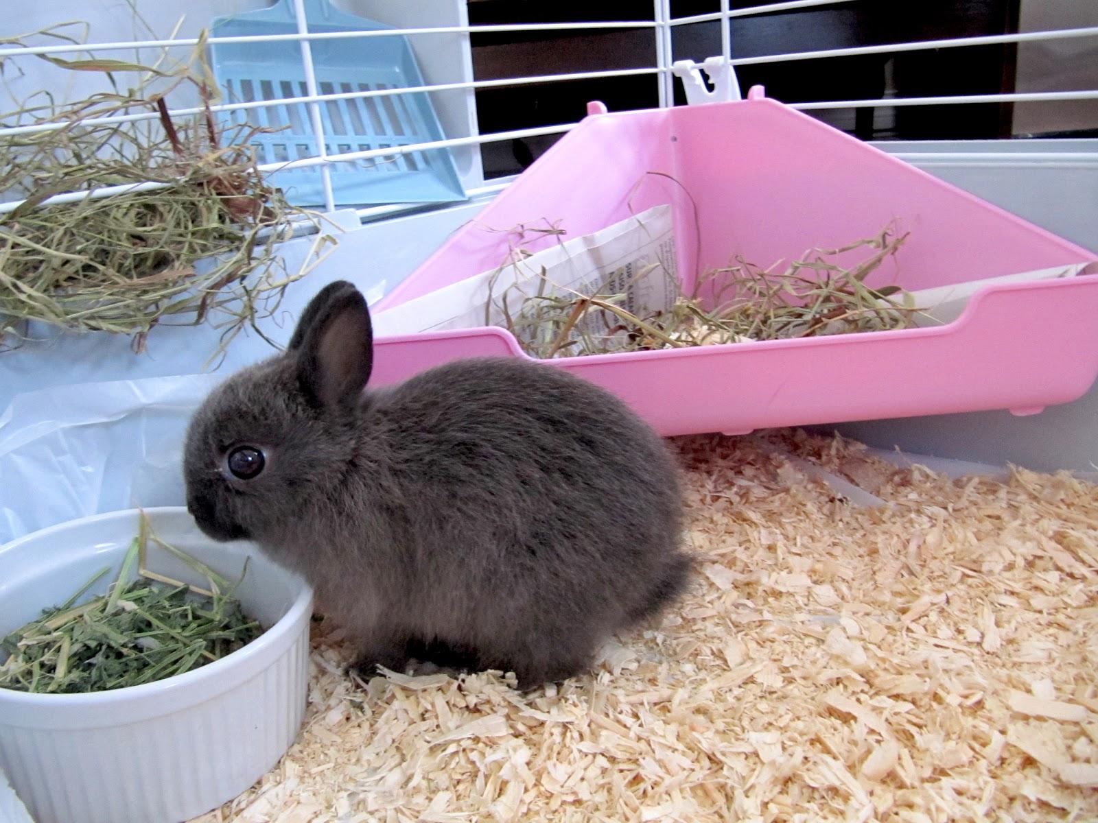 lot-khay-ve-sinh-co-kho-netherland-dwarf.jpg