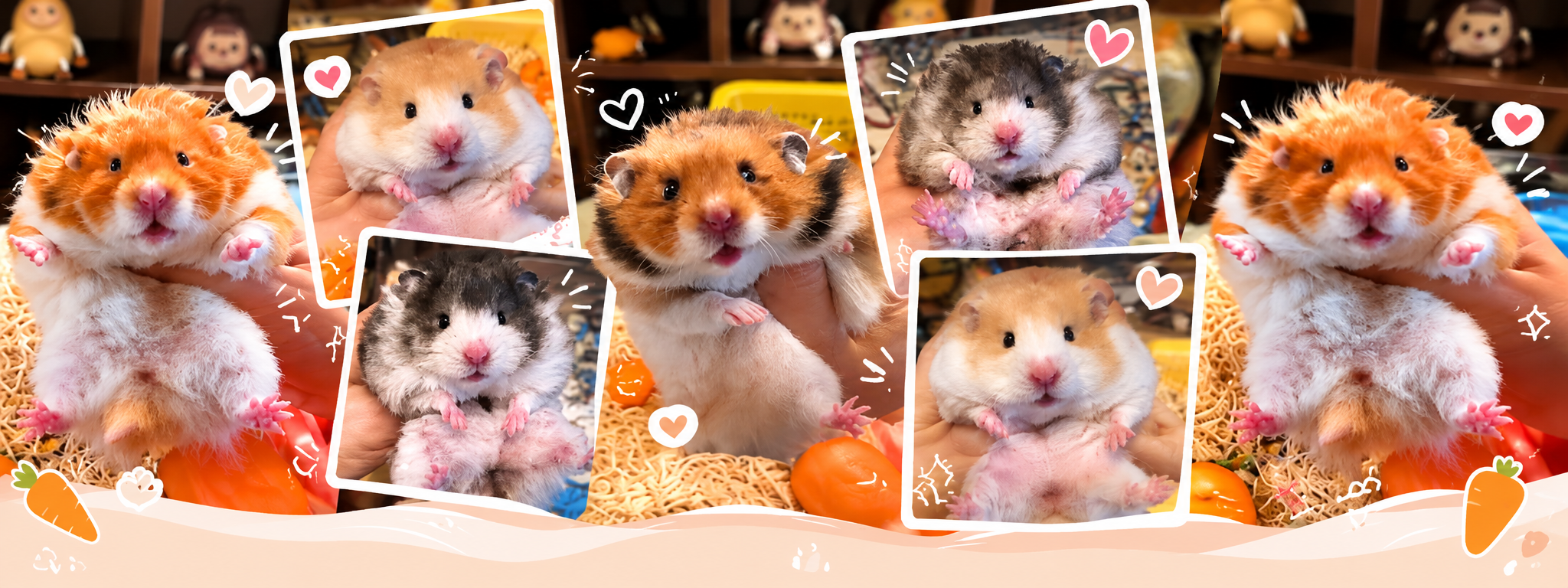 Hamster Bear Tạng To