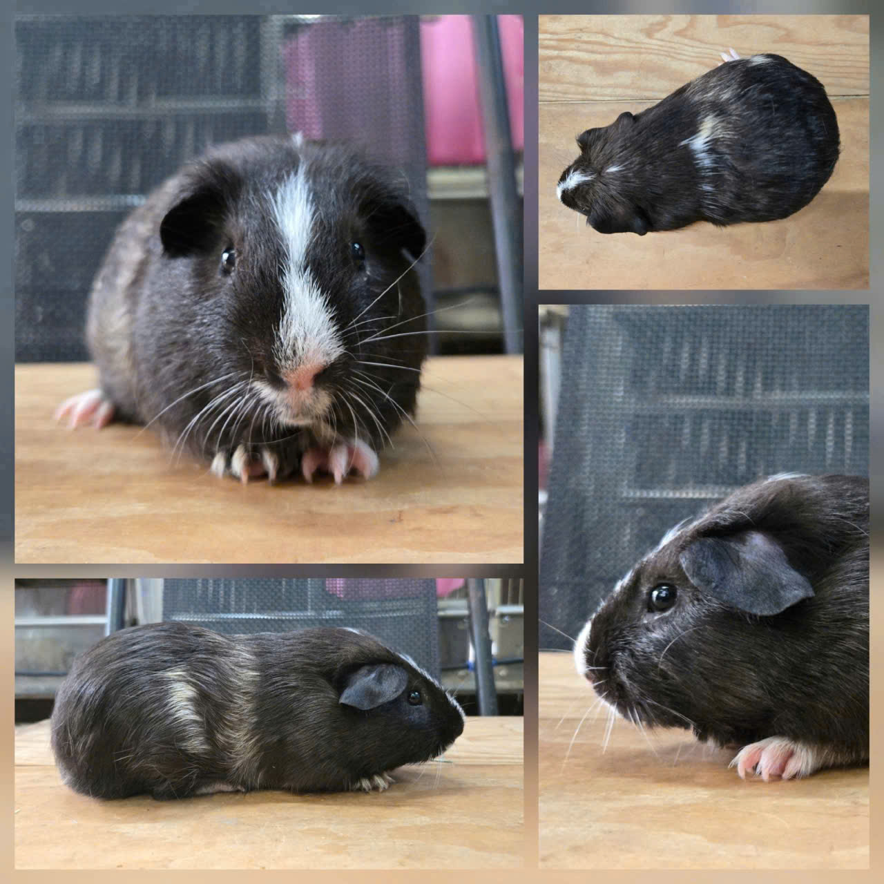 Bọ Ú American Bò Sữa - M - 045