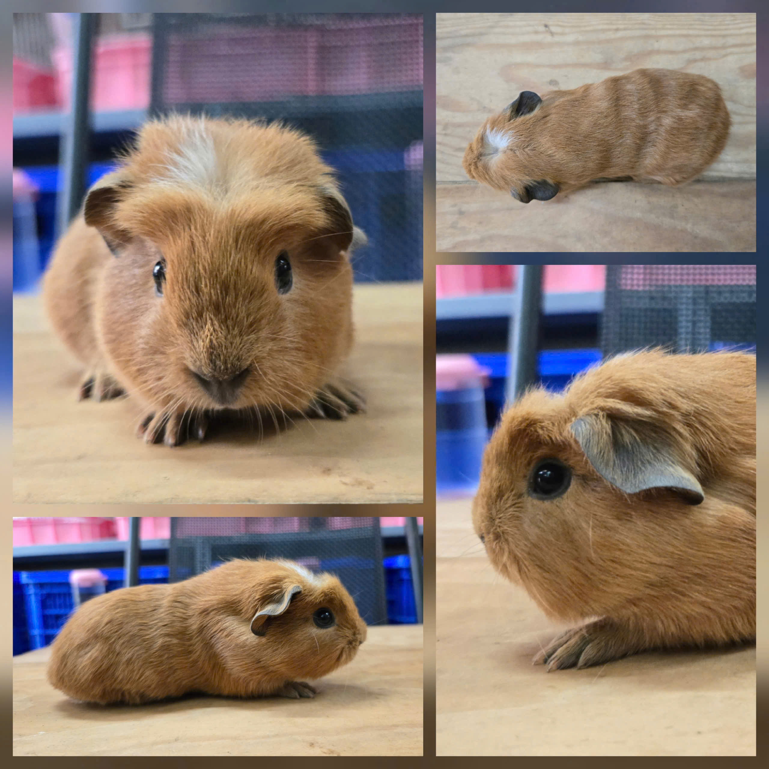 Bọ Ú Crested Nâu - F - 016