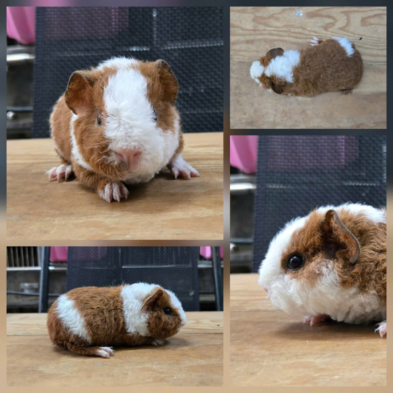 Bọ Ú Teddy Broken - M - 046