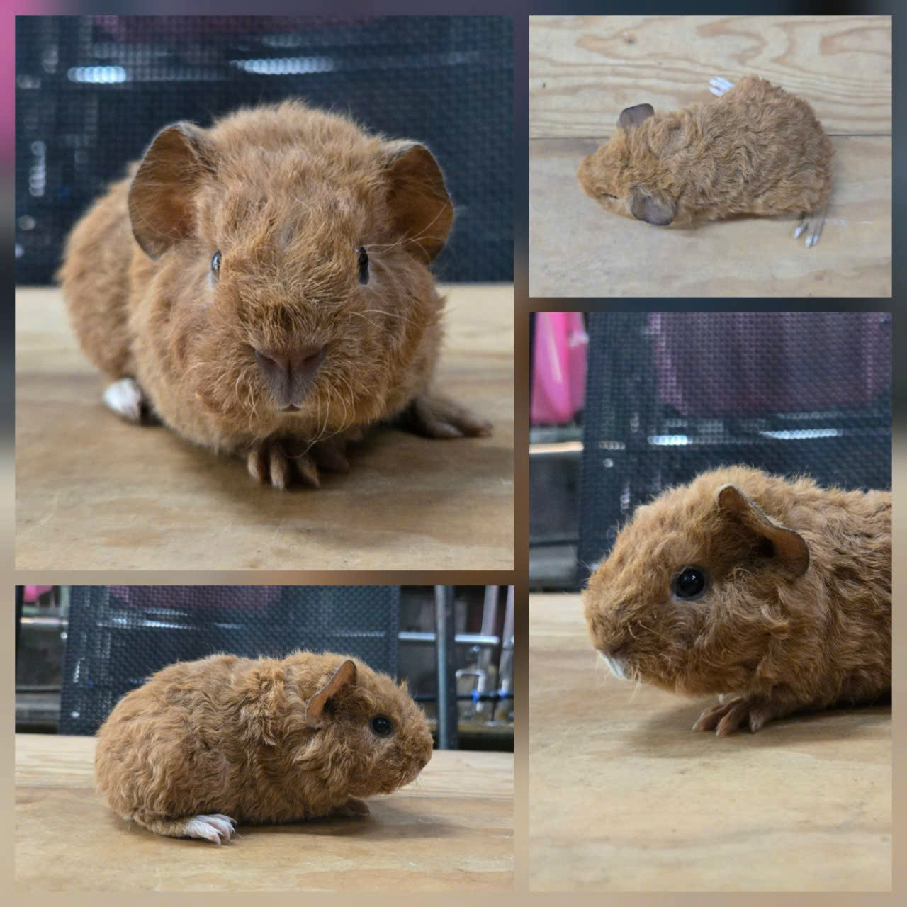 Bọ Ú Teddy Nâu - M - 047