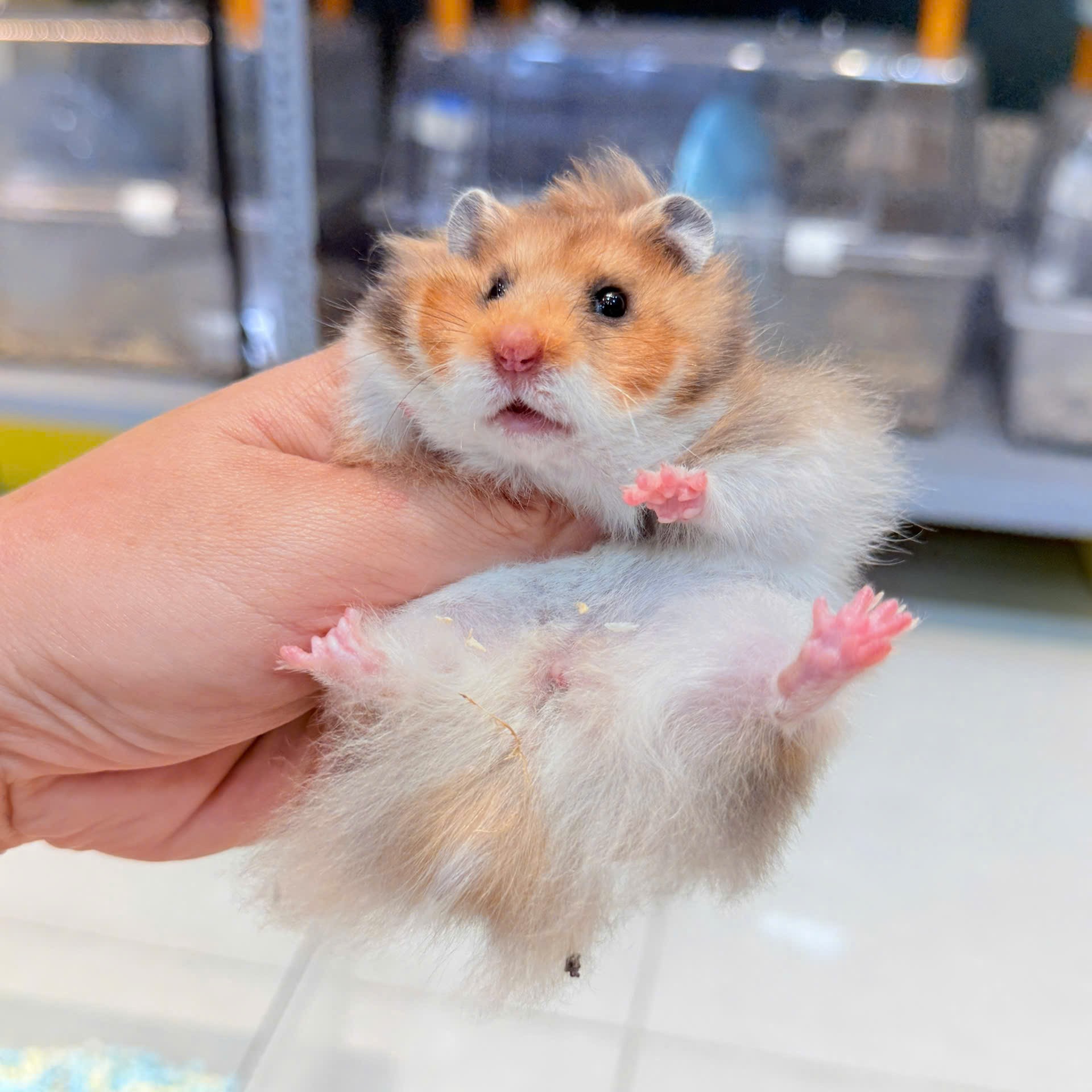 Hamster Bear Tạng To Golden Lông Xù - M - 001