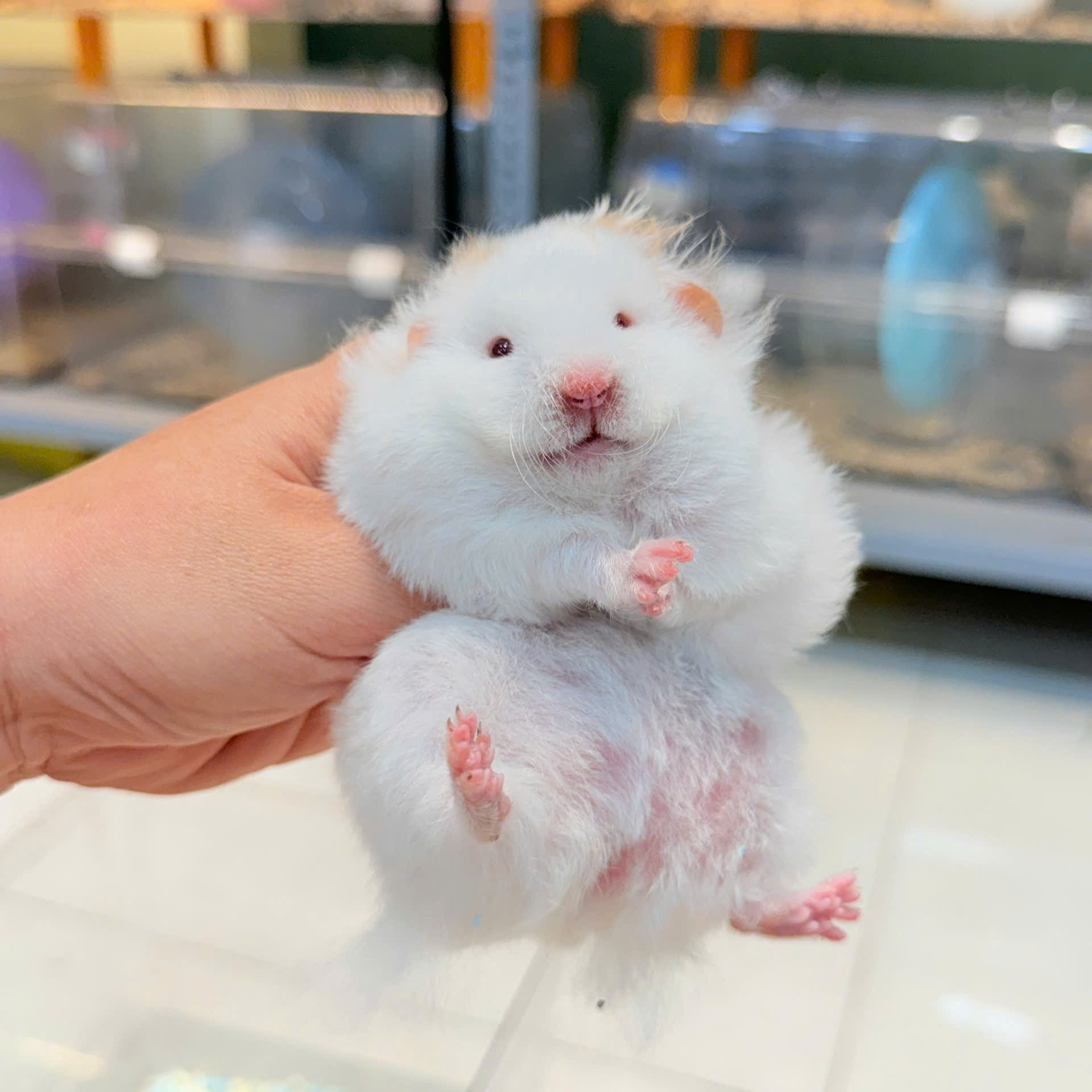 Hamster Bear Tạng To Đốm Vàng Lông Xù - F - 002