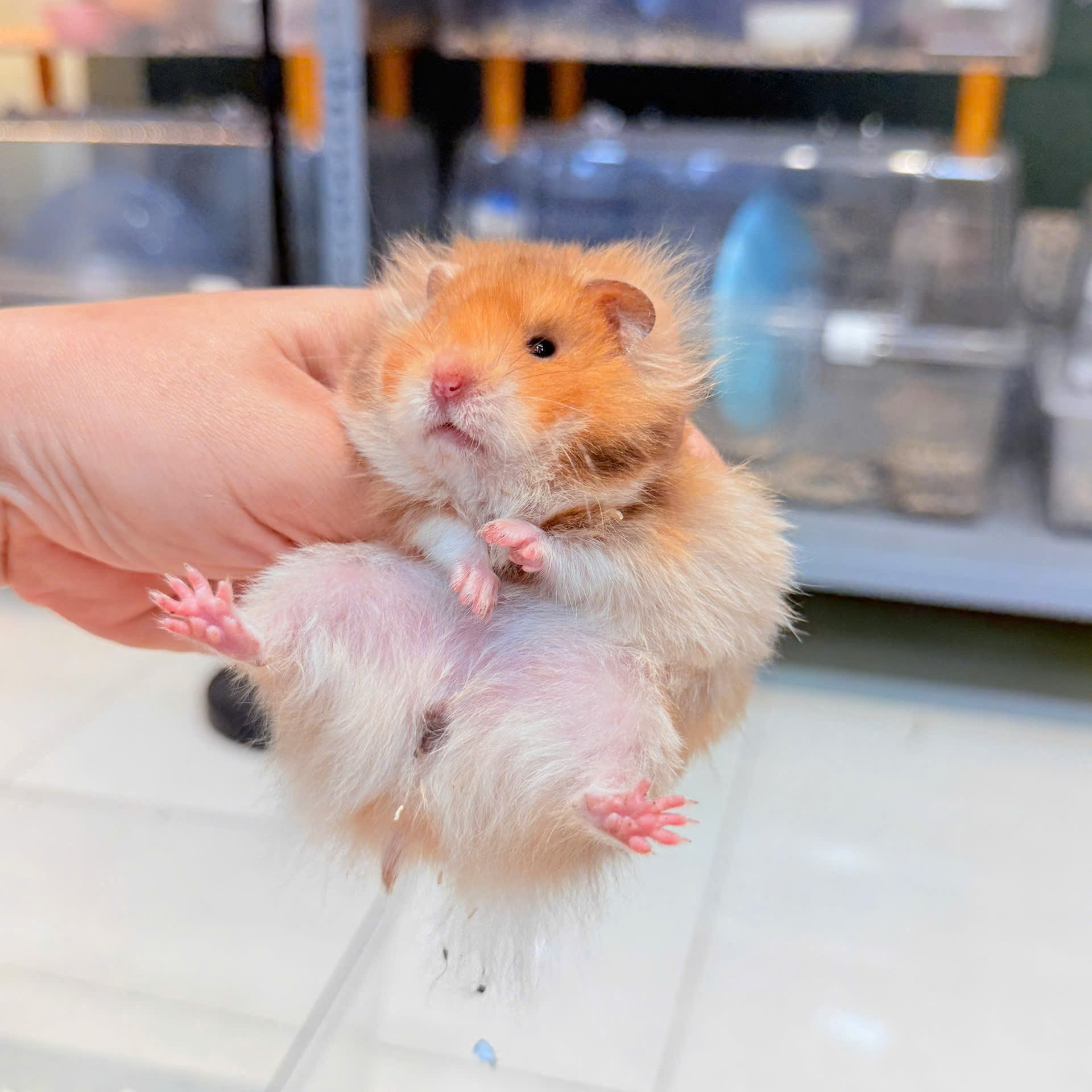 Hamster Bear Tạng To Golden Lông Xù - F - 003