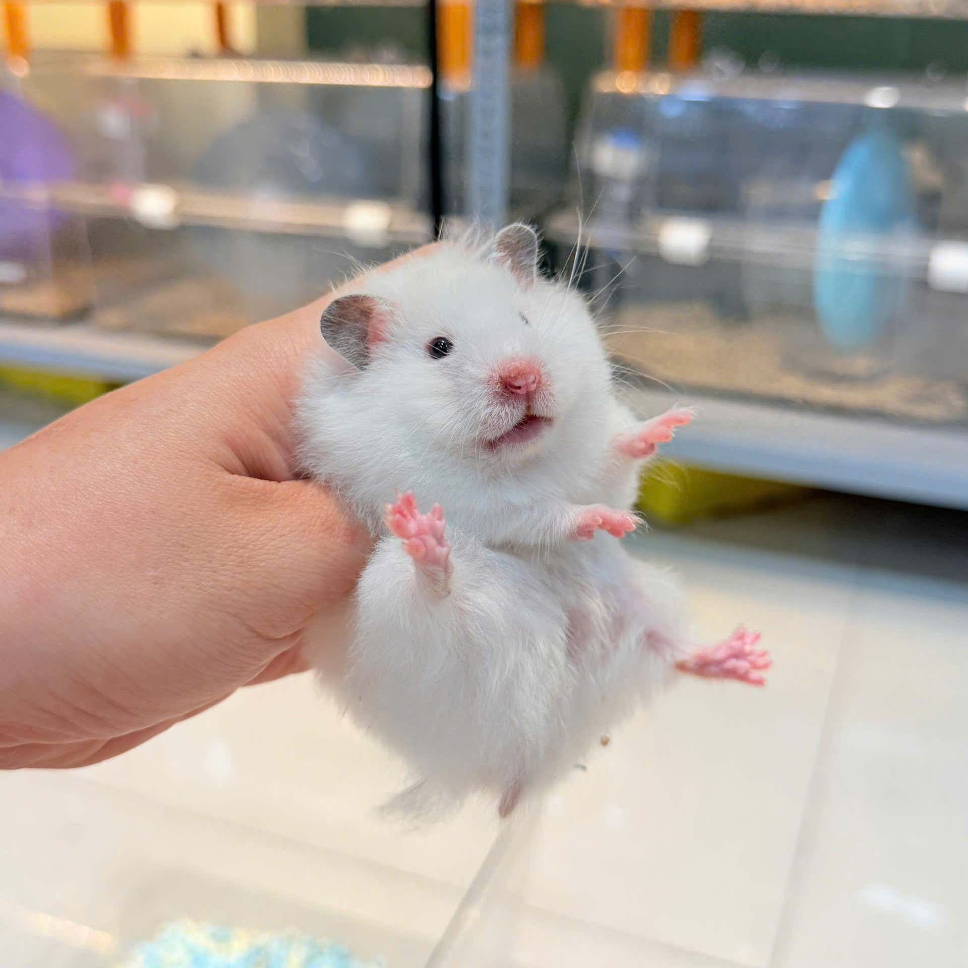 Hamster Bear Tạng To Trắng Lông Xù - F - 004