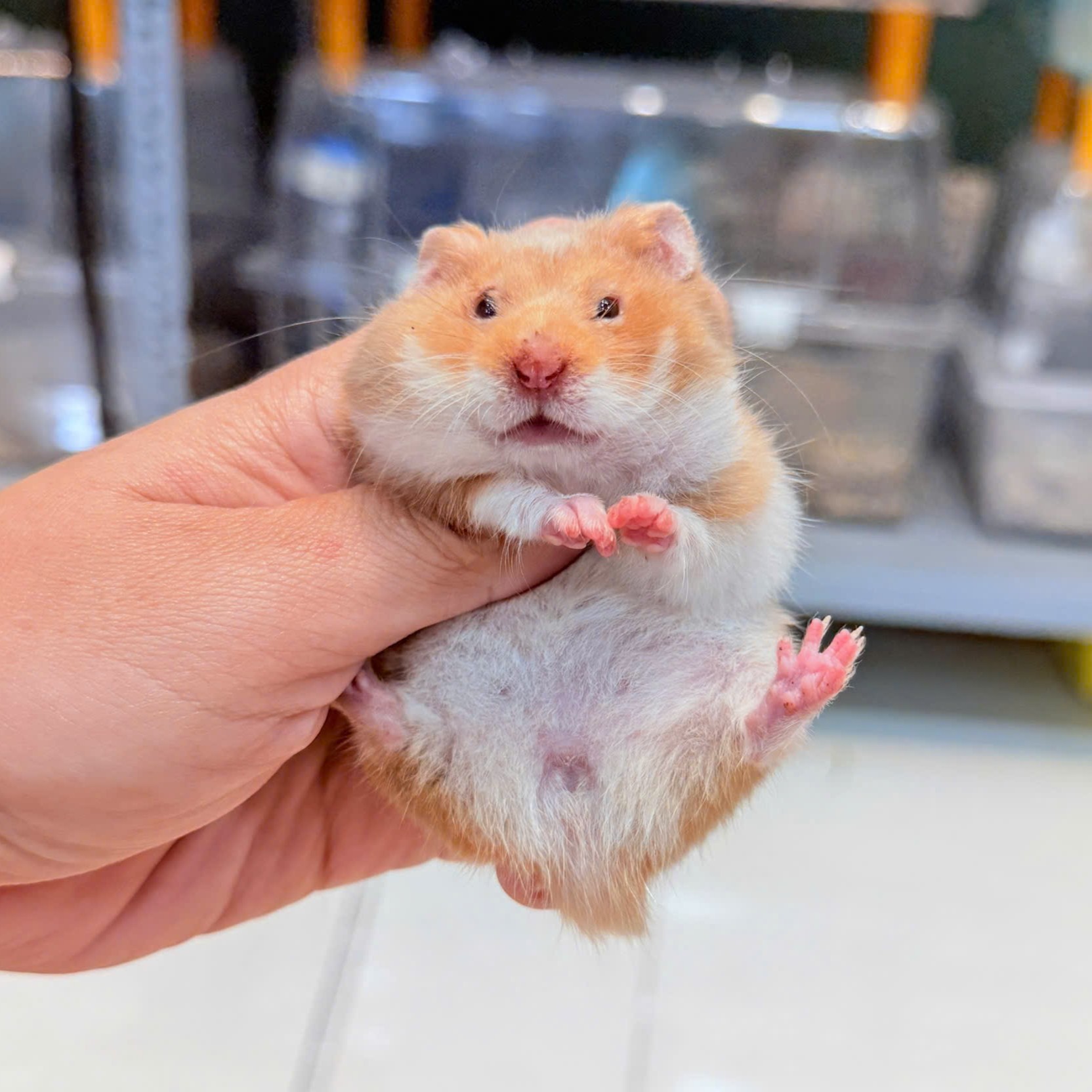 Hamster Bear Tạng To Cinnamon Lông Sát - F - 005