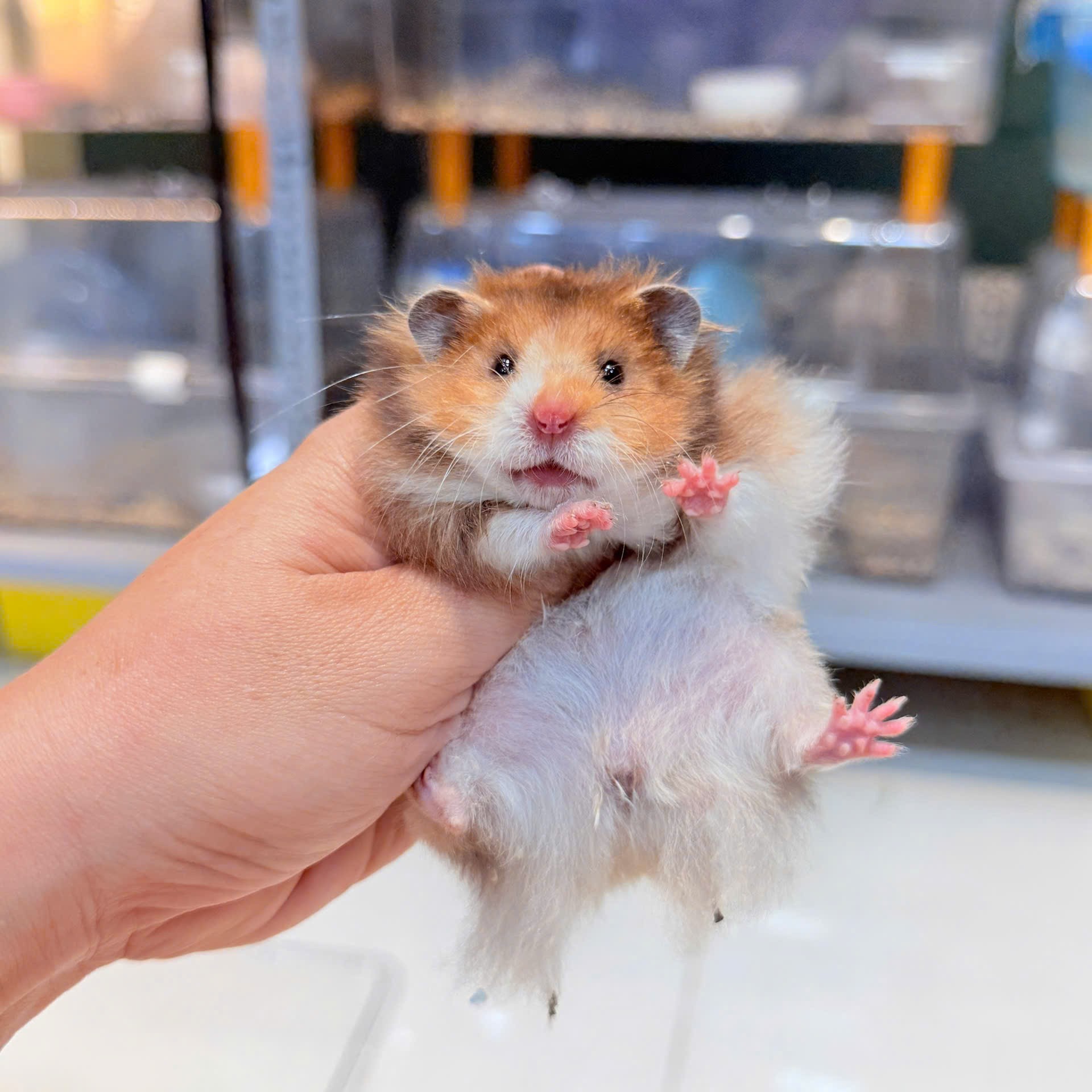 Hamster Bear Tạng To Golden Lông Xù - F - 006