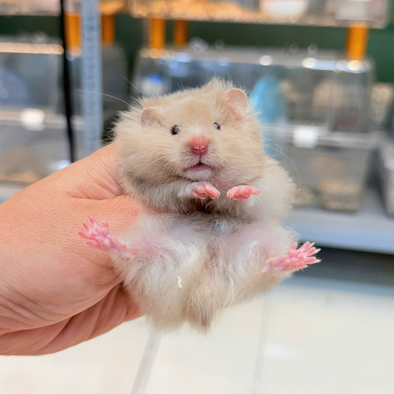 Hamster Bear Tạng To Dove Lông Xù - F - 007