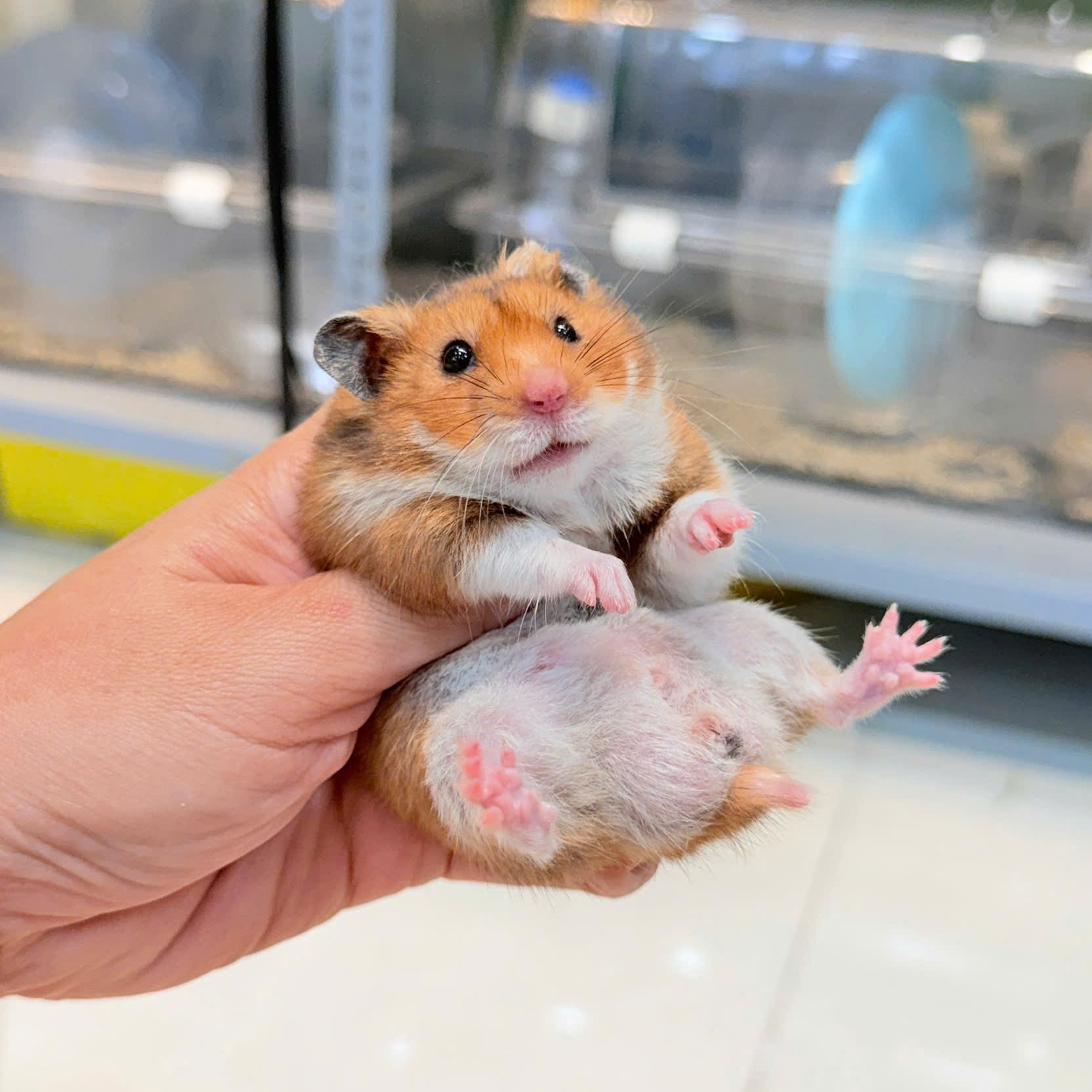 Hamster Bear Tạng To Golden Lông Sát - M - 009