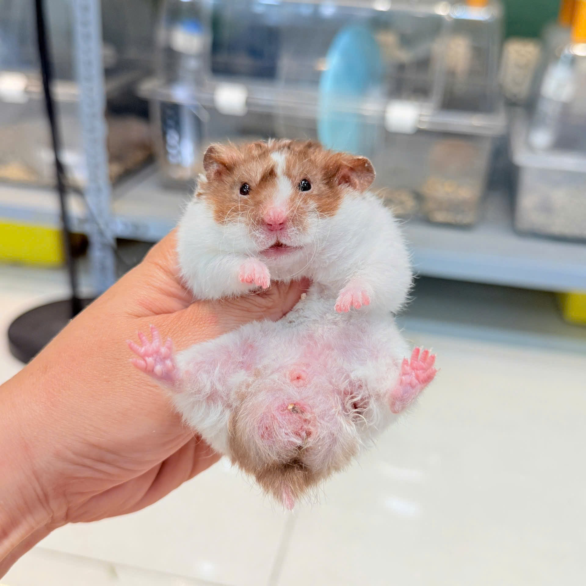 Hamster Bear Tạng To Đốm Choco - M- 010