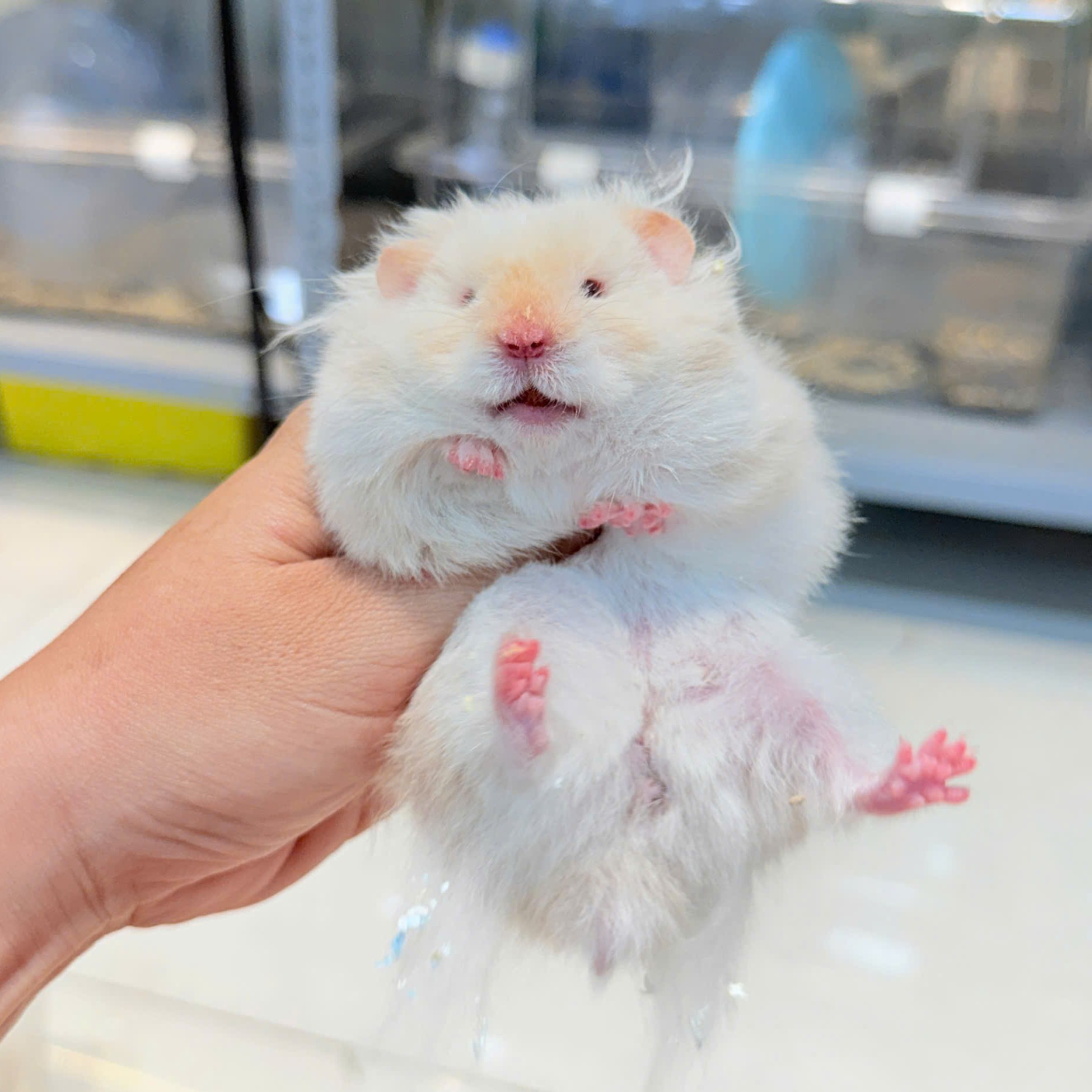 Hamster Bear Tạng To Mũi Cam - M - 011