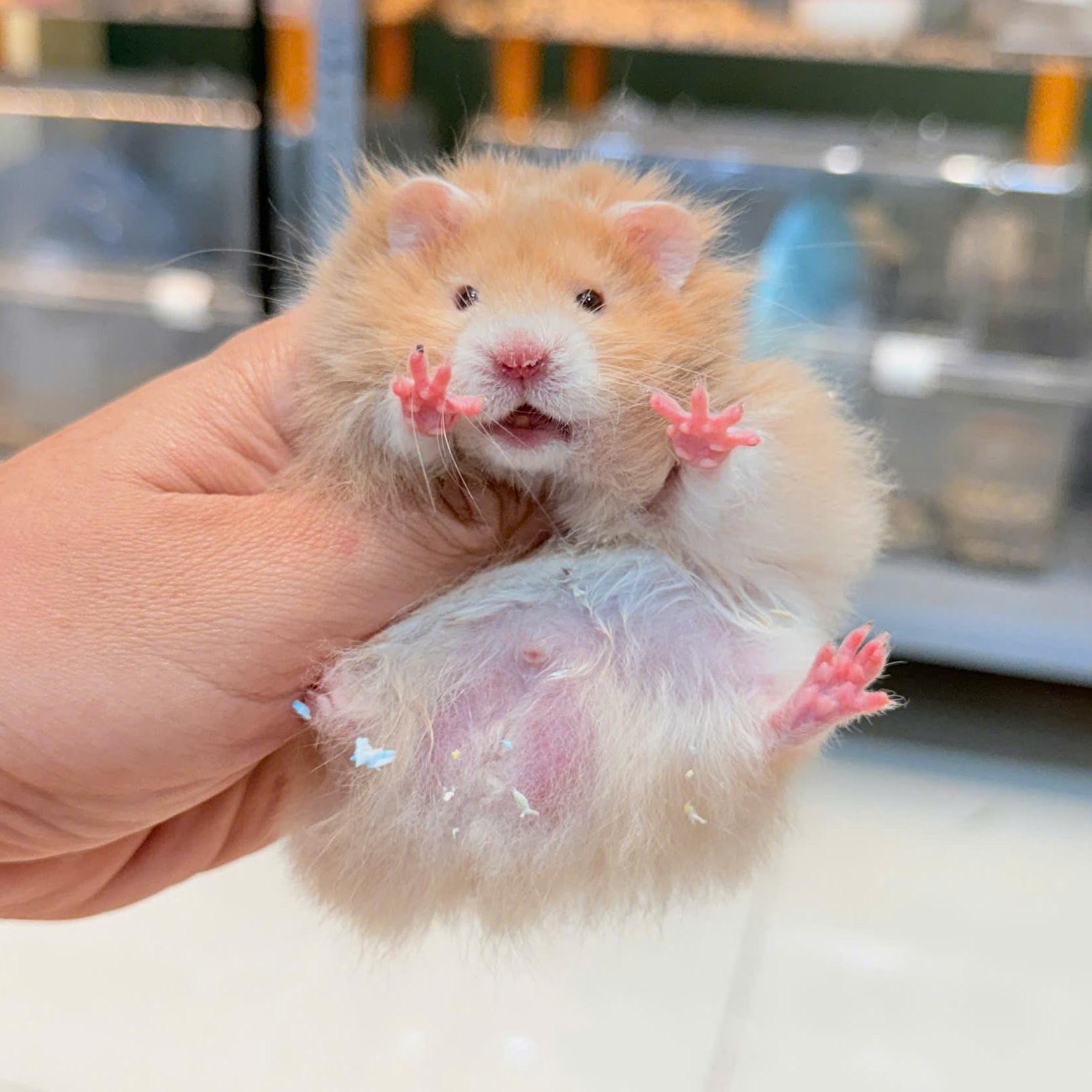 Hamster Bear Tạng To Polly Yellow - M - 012