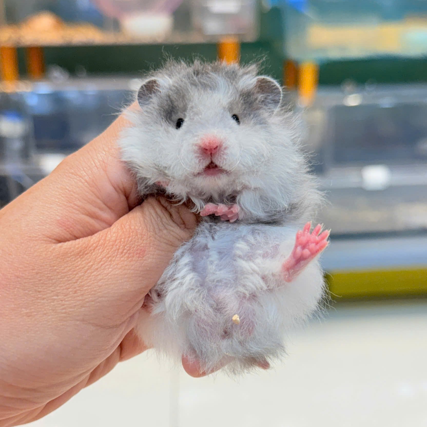 Hamster Bear Tạng To Polly Black - M - 013