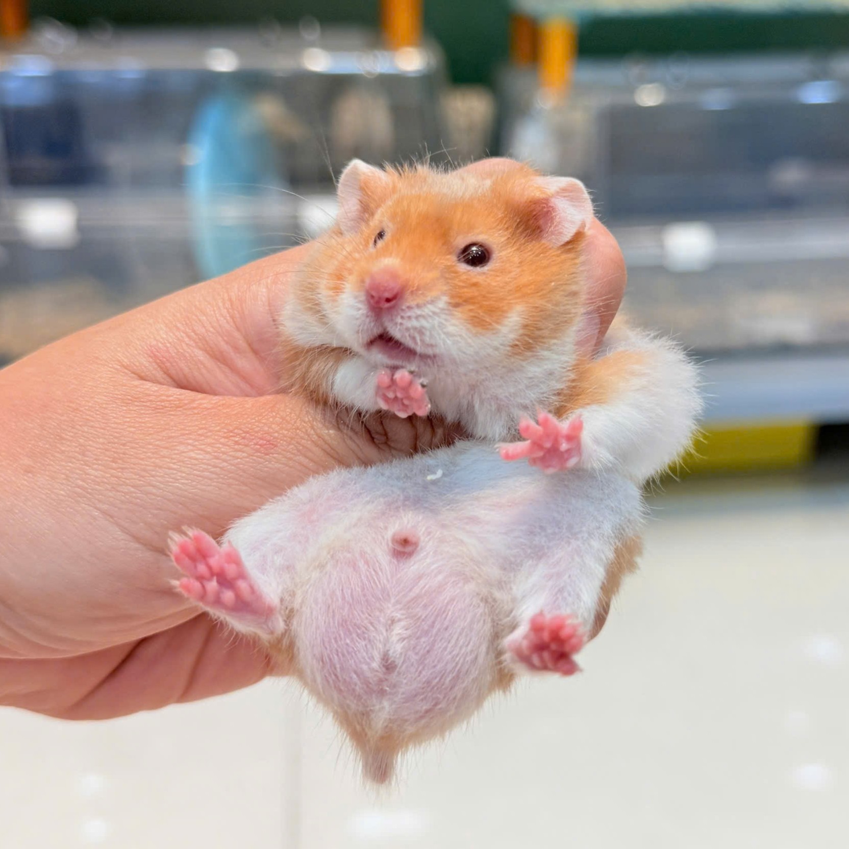 Hamster Bear Tạng To Cinnamon Lông Sát - M - 014