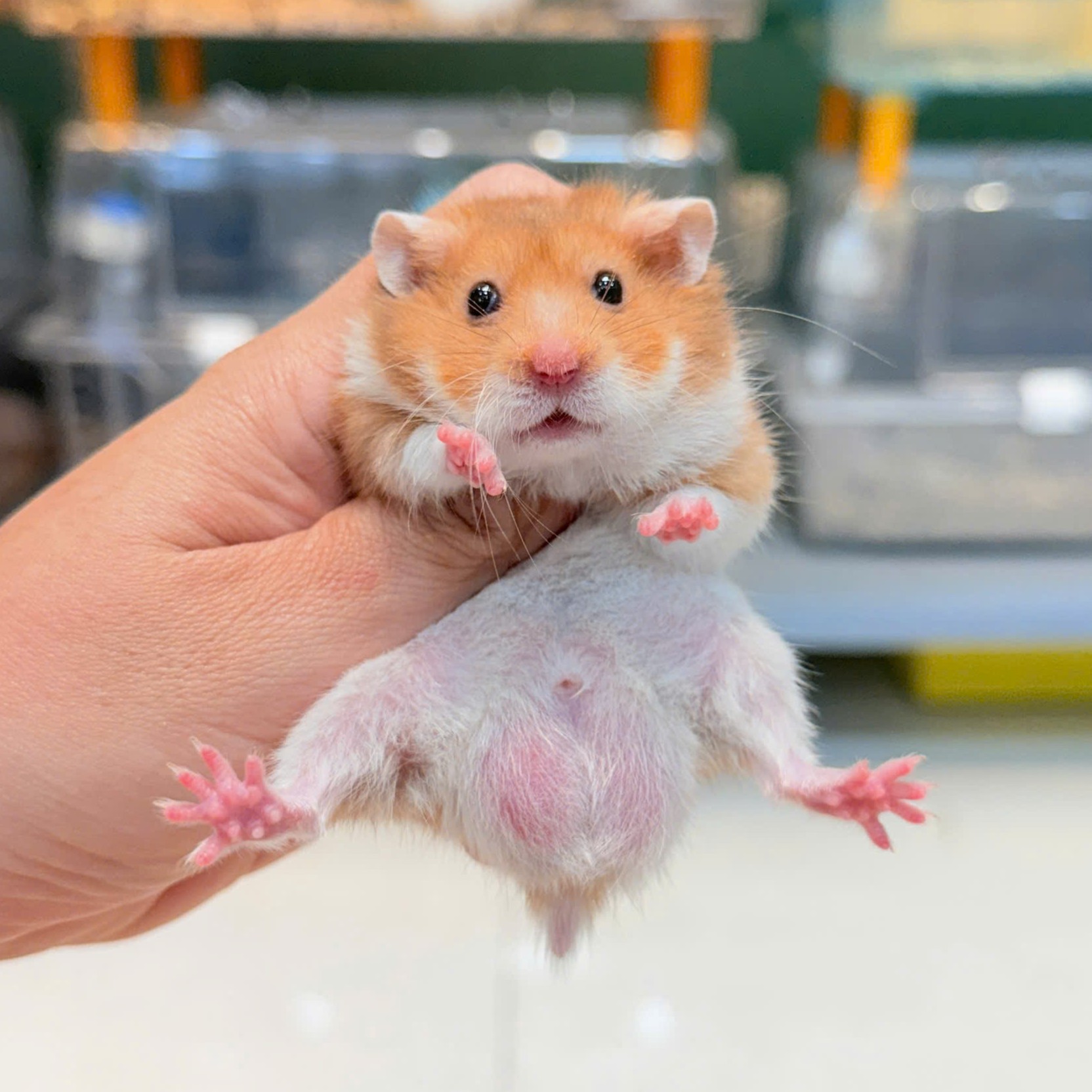 Hamster Bear Tạng To Cinnamon Lông Sát - M - 015