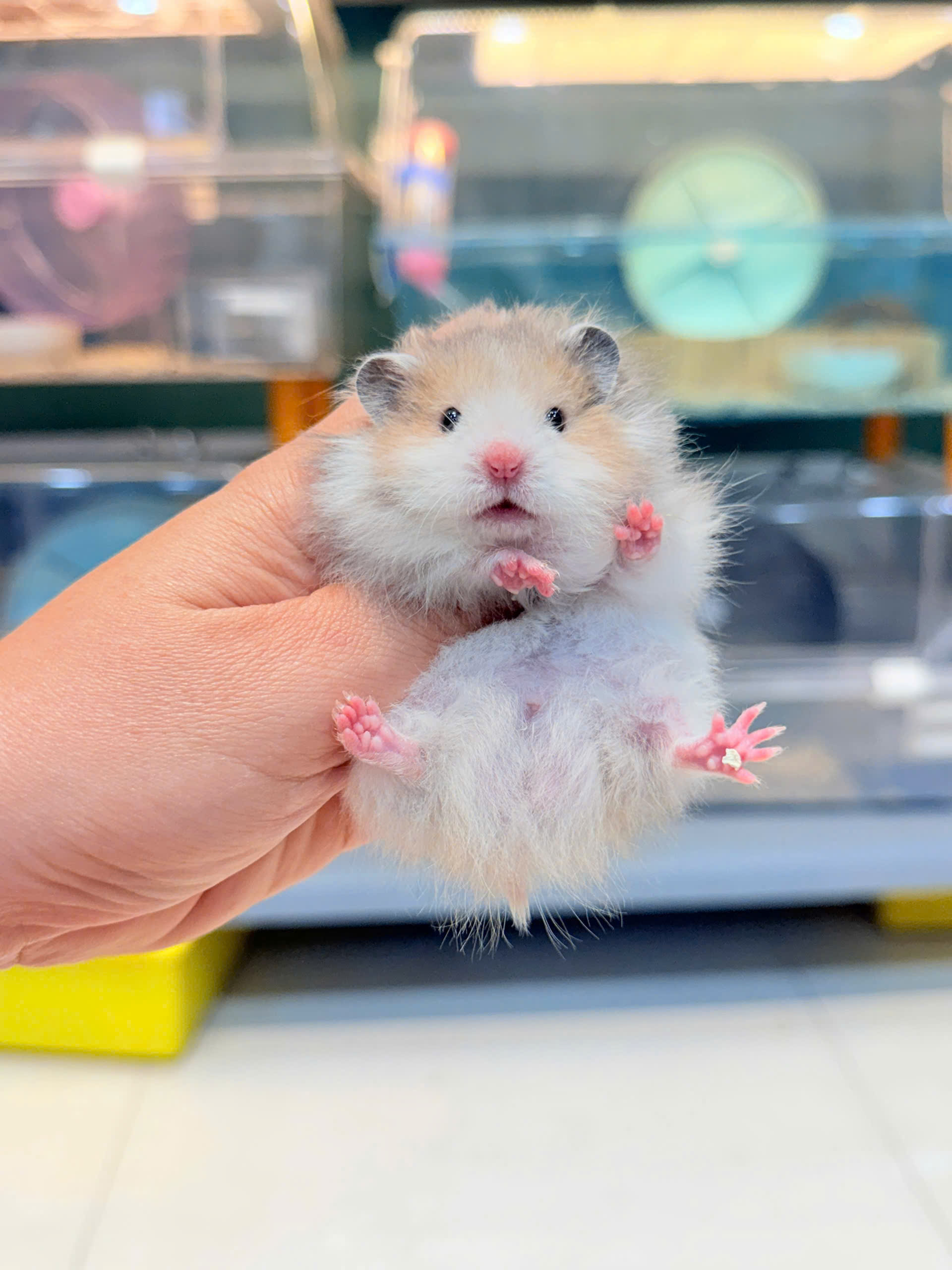 Hamster Bear Tạng To Polly Fire Lông Xù - M - 016