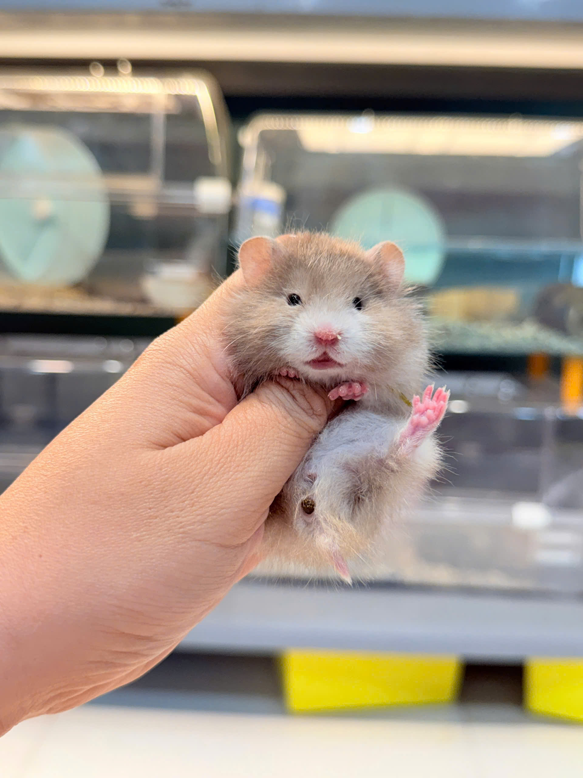 Hamster Bear Tạng To Polly Choco Lông Xù - F - 017