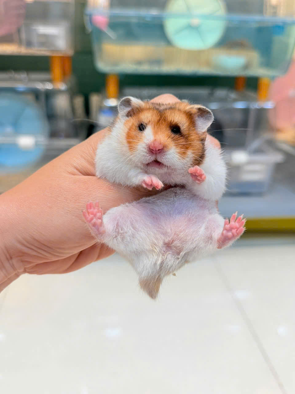 Hamster Bear Tạng To Đốm Golden Lông Sát - M - 018