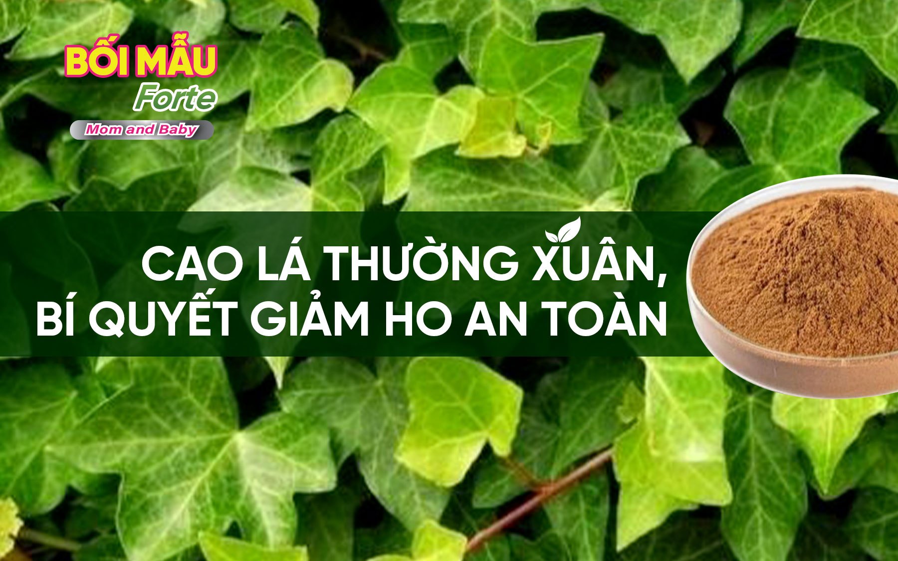 Cao lá thường xuân – Bí quyết giảm ho hiệu quả cho cả gia đình