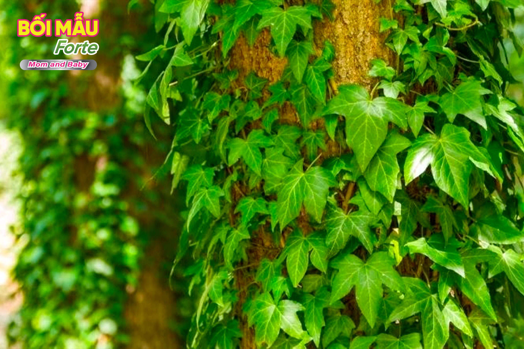 Cao lá thường xuân – Bí quyết giảm ho hiệu quả cho cả gia đình