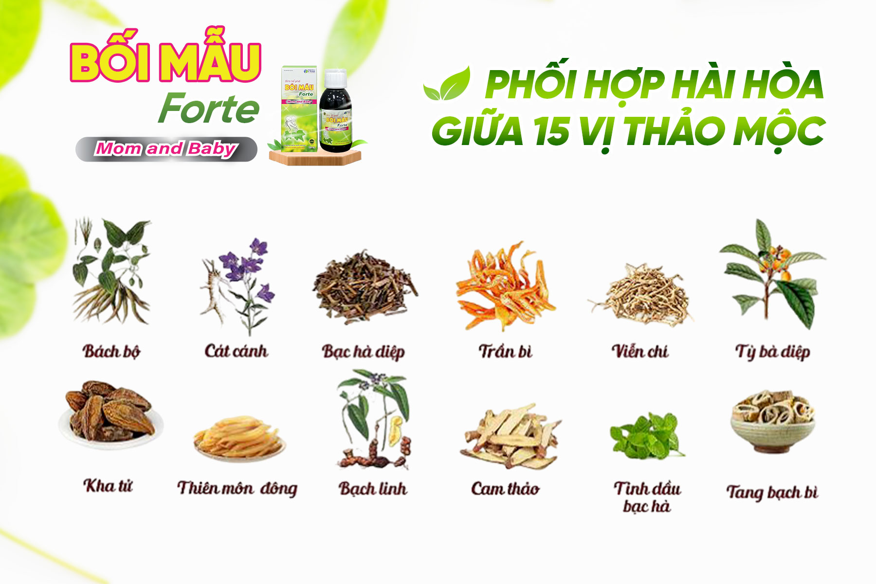 Xuyên bối tỳ bà cao - Bài thuốc cổ truyền trị ho 300 năm tuổi