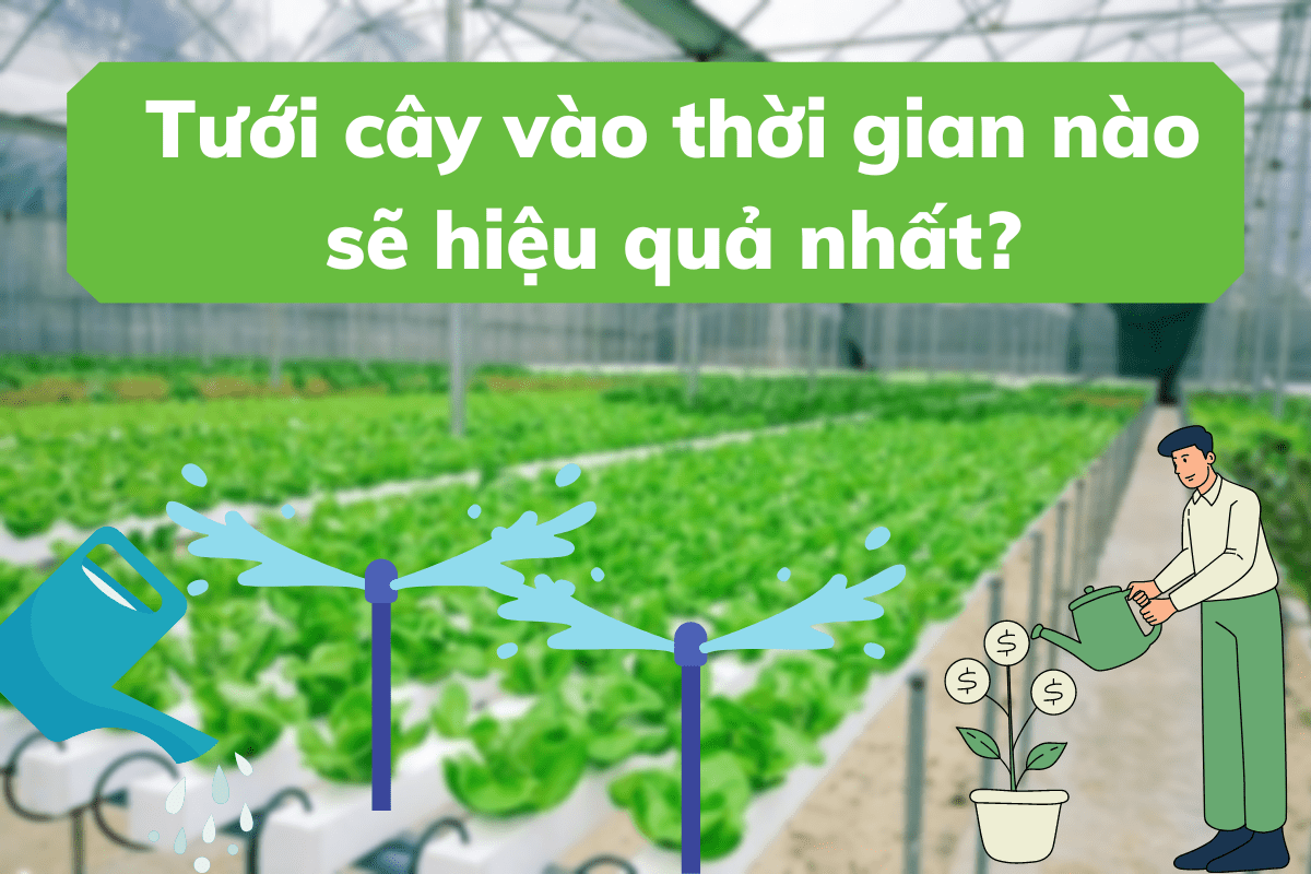 Tưới cây vào thời gian nào sẽ hiệu quả nhất?